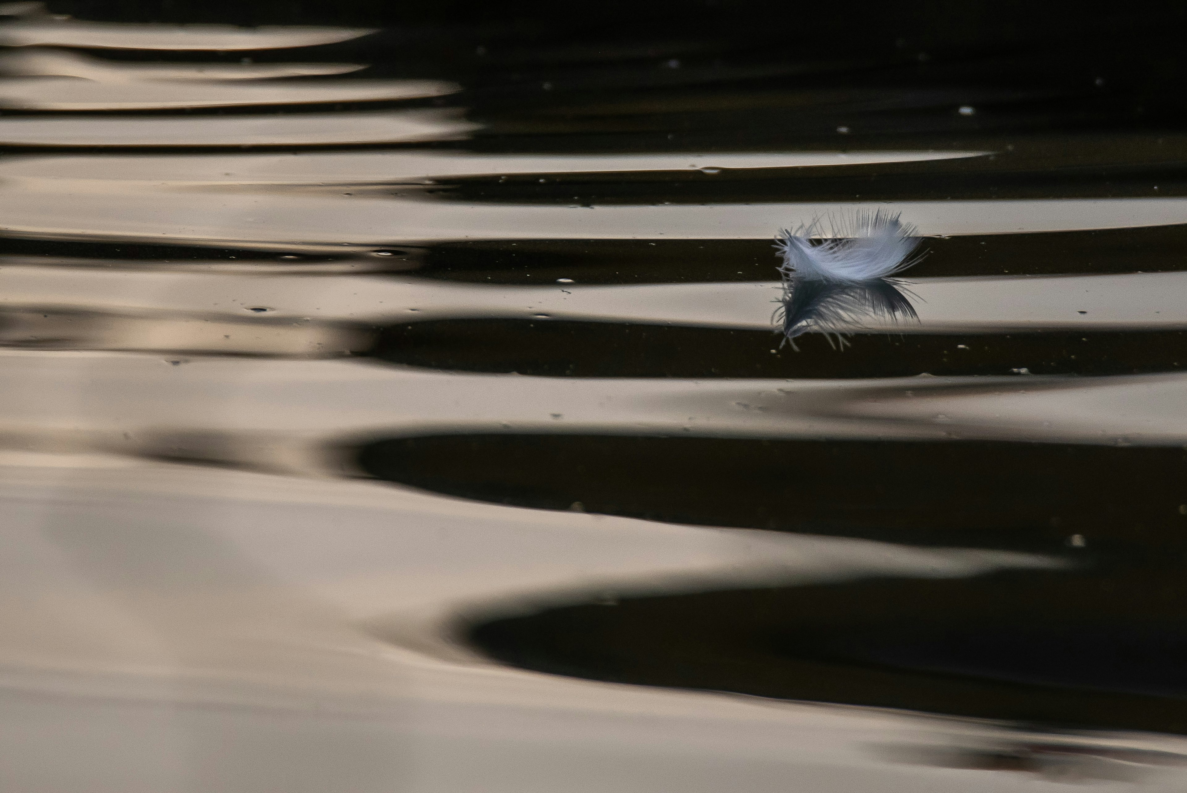 A small object floating on water with ripples spreading across the surface