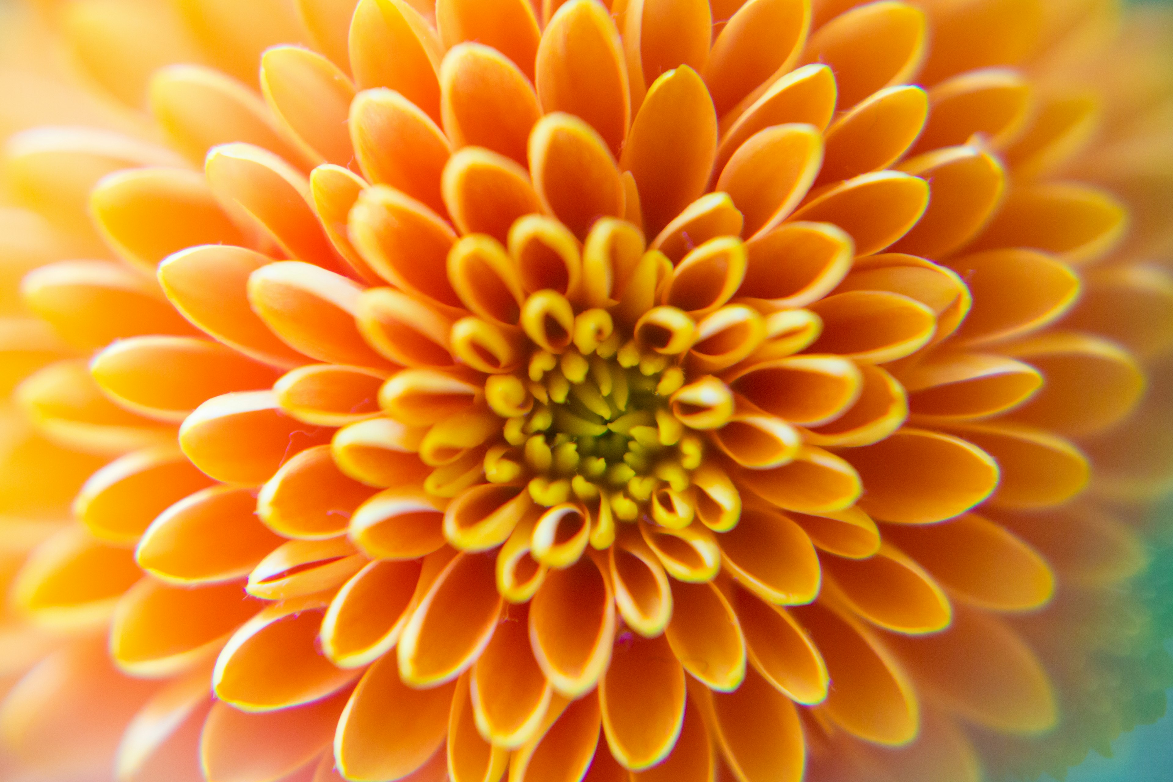 Nahaufnahme einer lebhaften orangefarbenen Blume mit sanftem Hintergrund