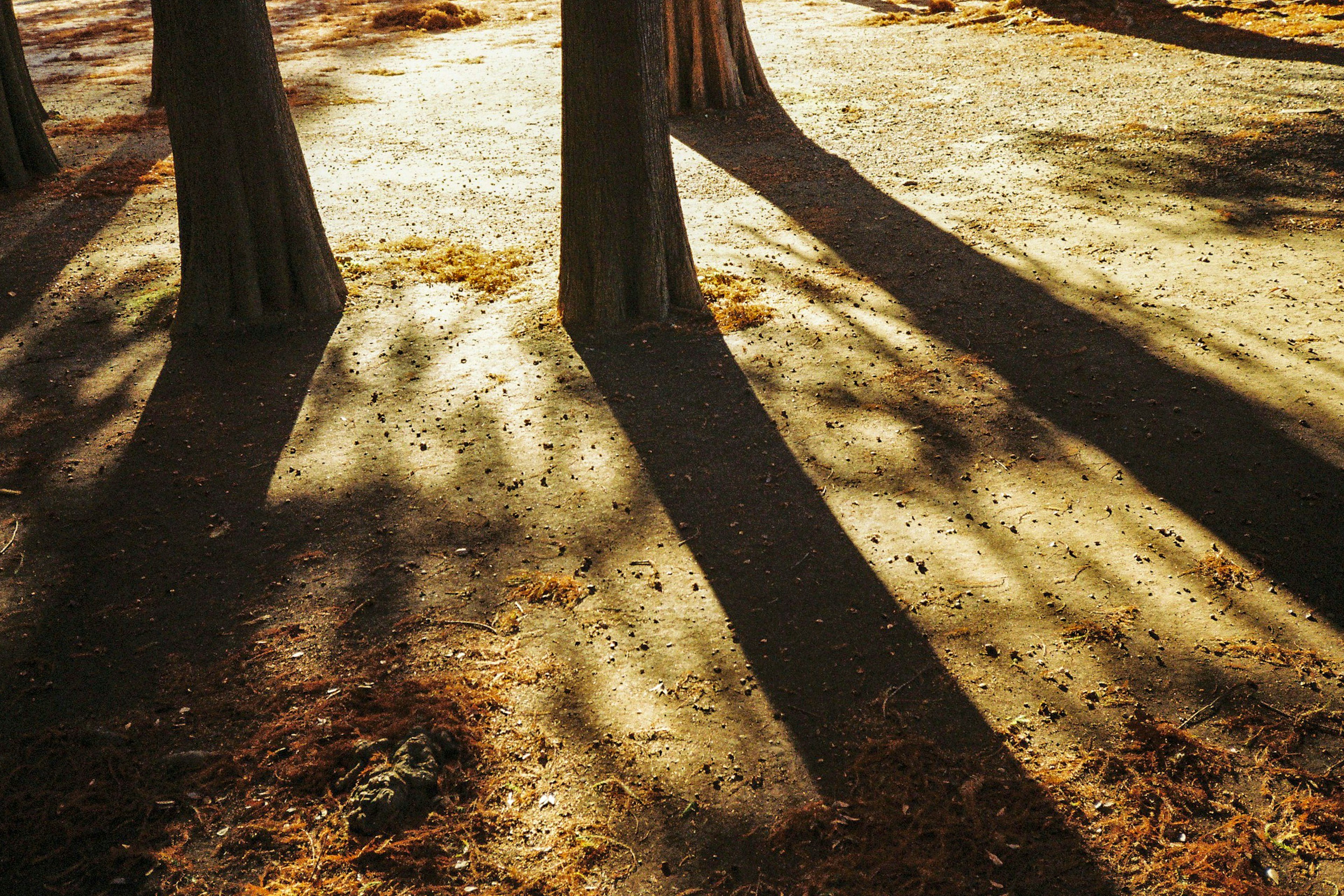 Paysage avec des ombres d'arbres sur le sol