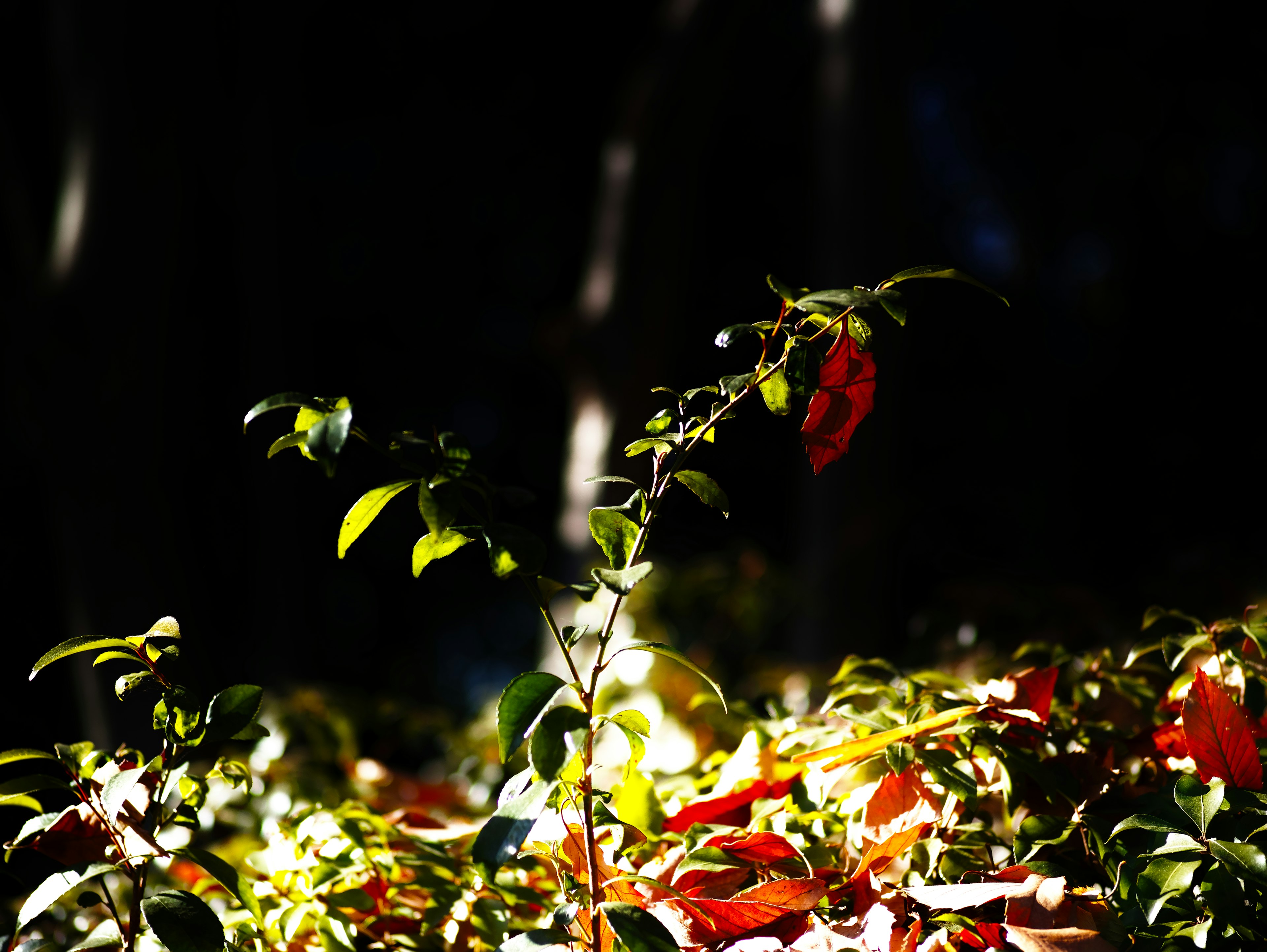 Una planta con hojas verdes y follaje rojo contra un fondo oscuro