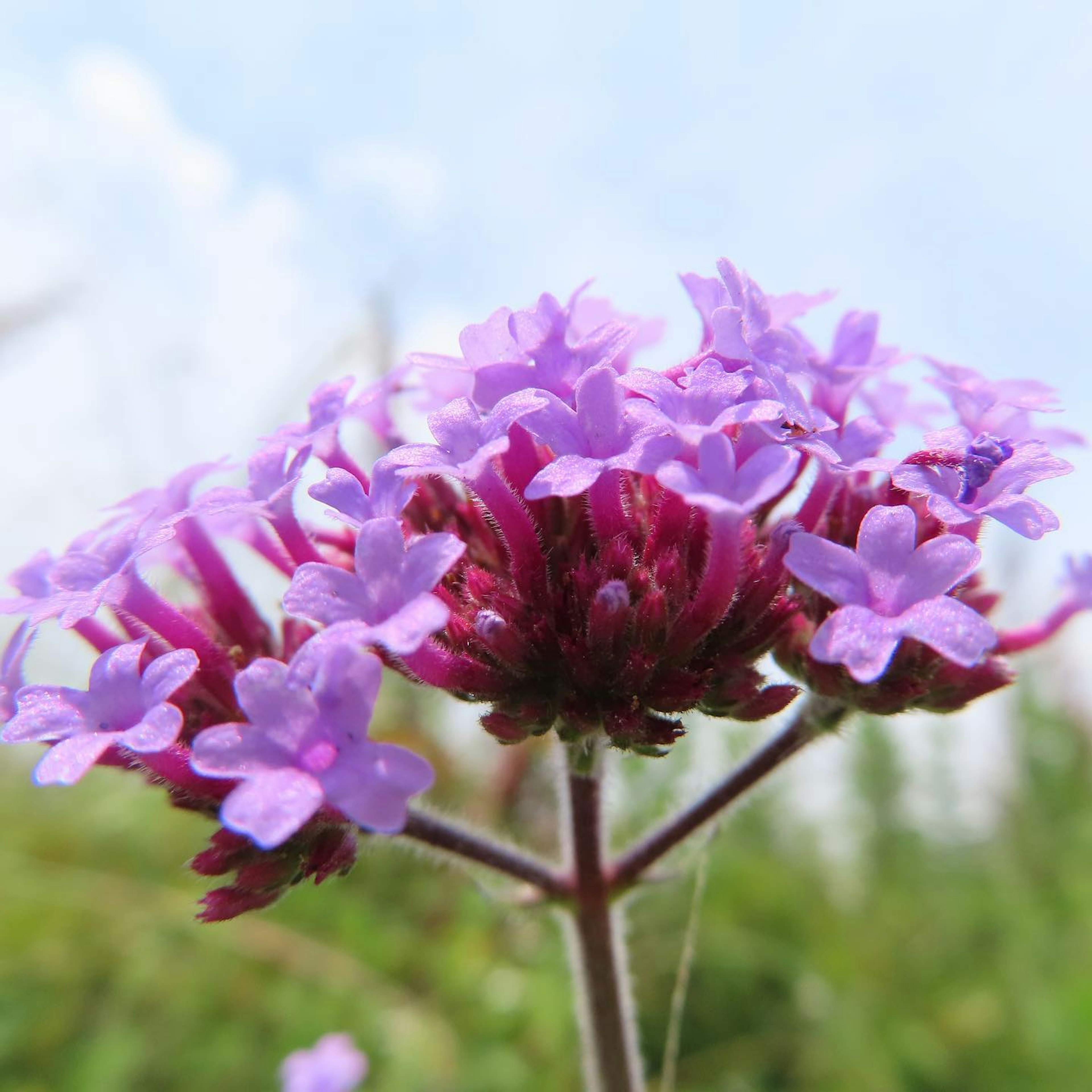 Close-up of a plant with vibrant purple flowers