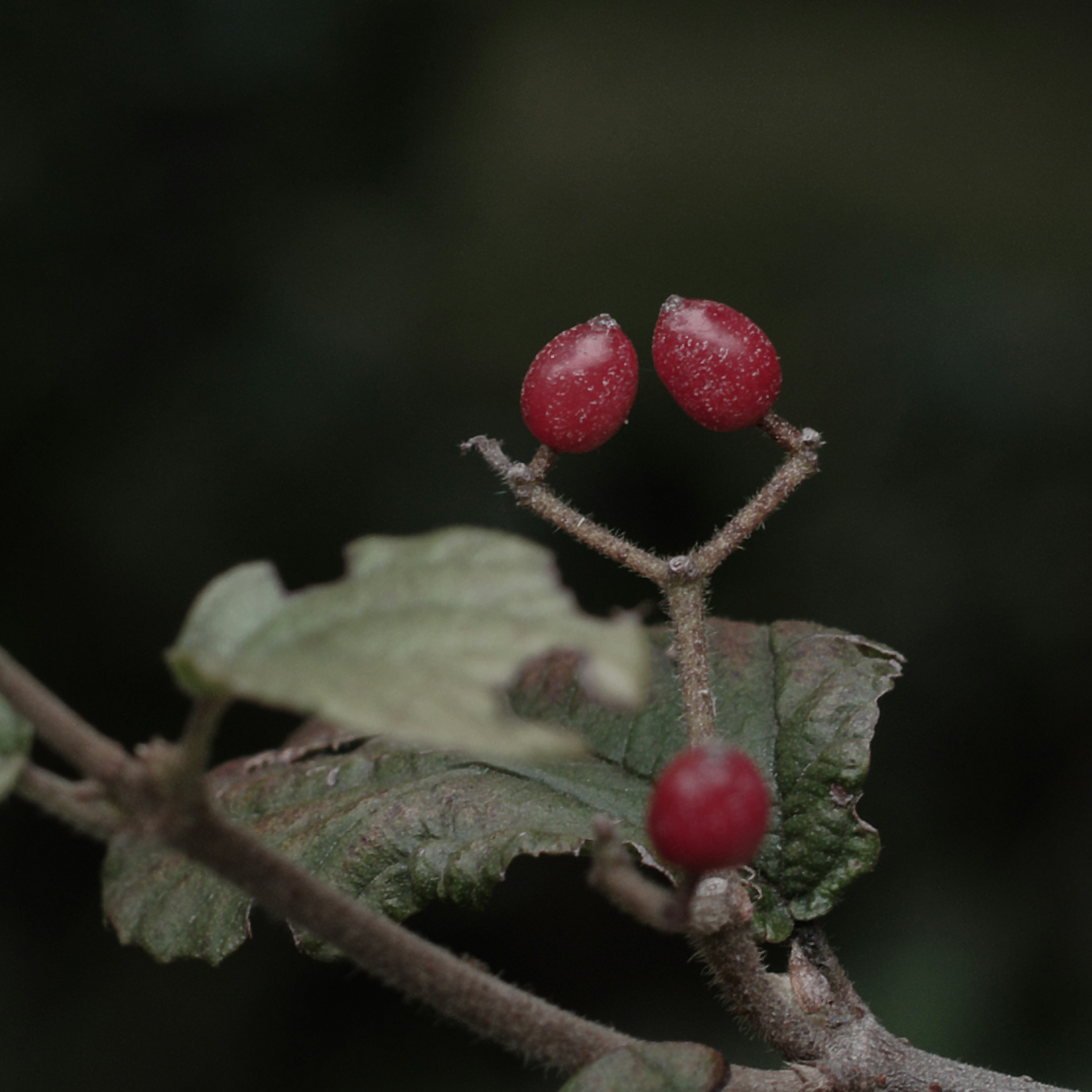 Ein Pflanzenzweig mit roten Beeren vor dunklem Hintergrund