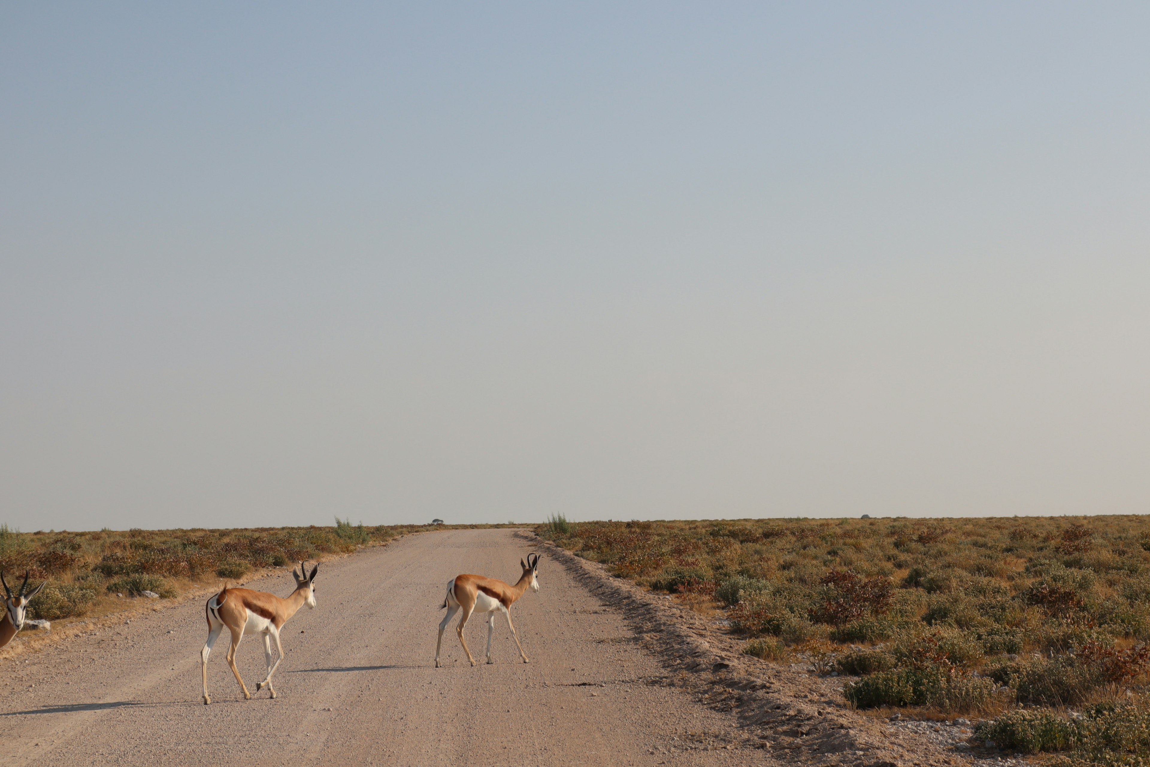 Deux gazelles traversant un chemin de terre dans un paysage aride