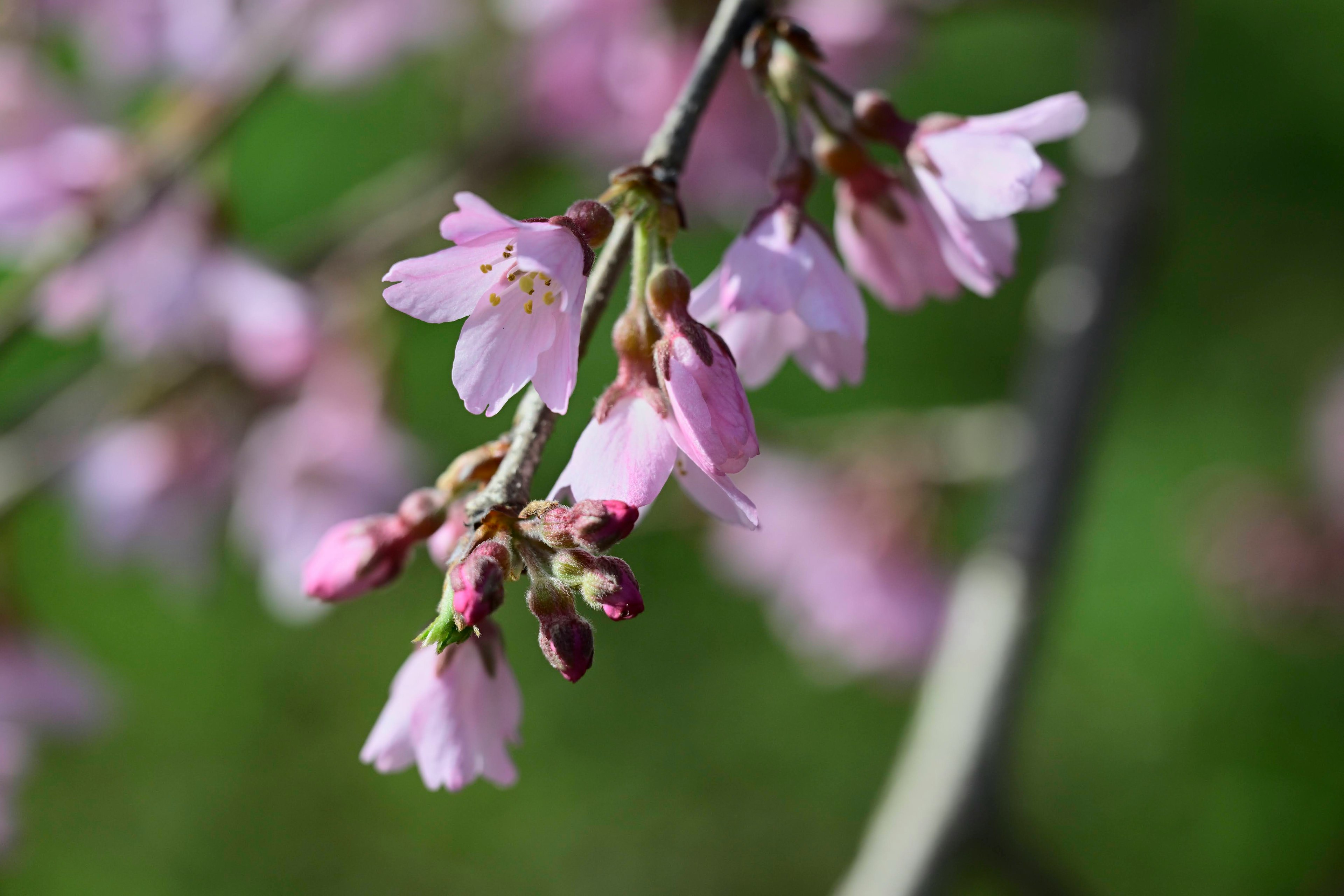 淡いピンクの花が咲いている桜の枝のクローズアップ