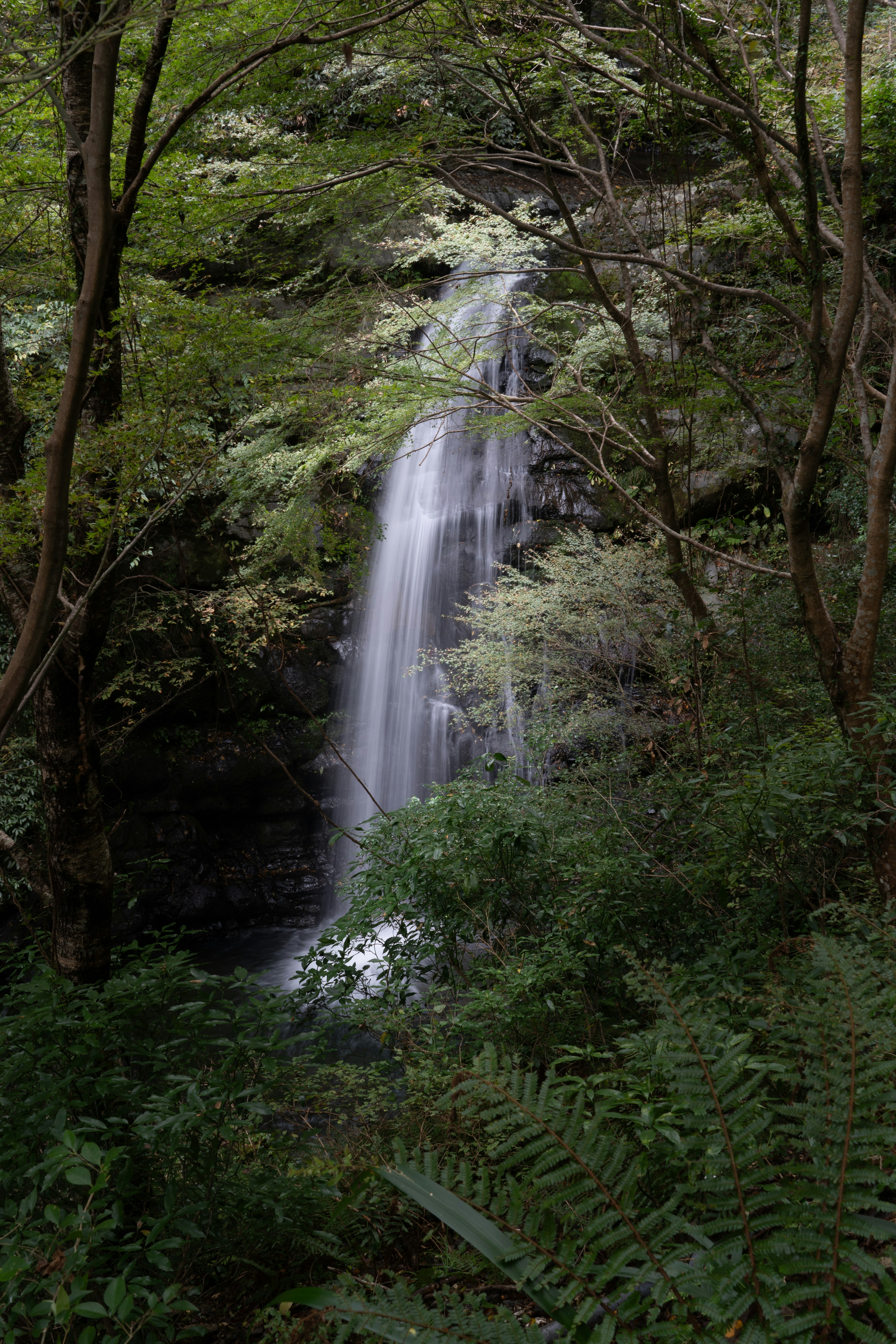 Una cascada serena rodeada de árboles verdes exuberantes