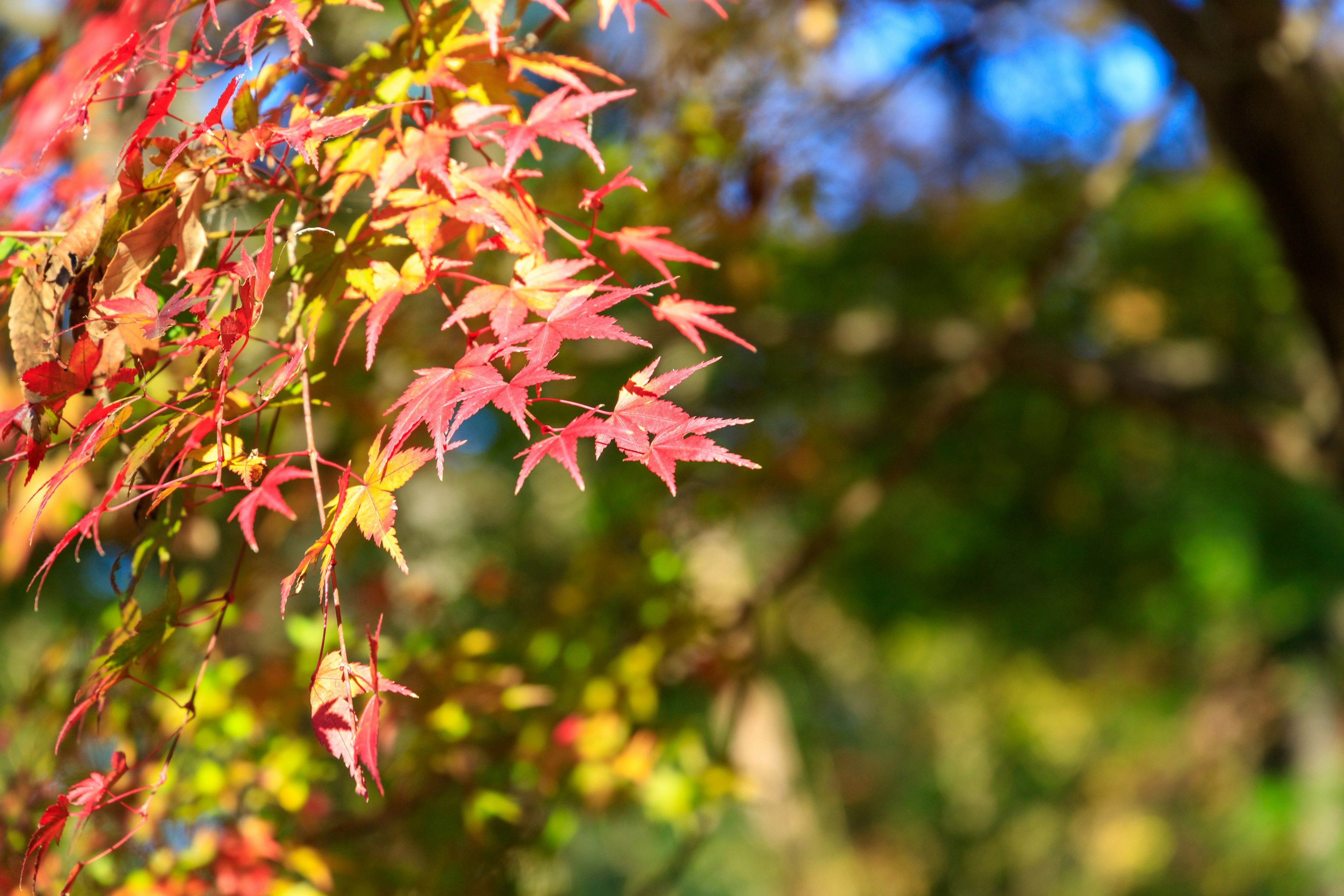 Daun maple merah yang bergoyang di bawah langit biru