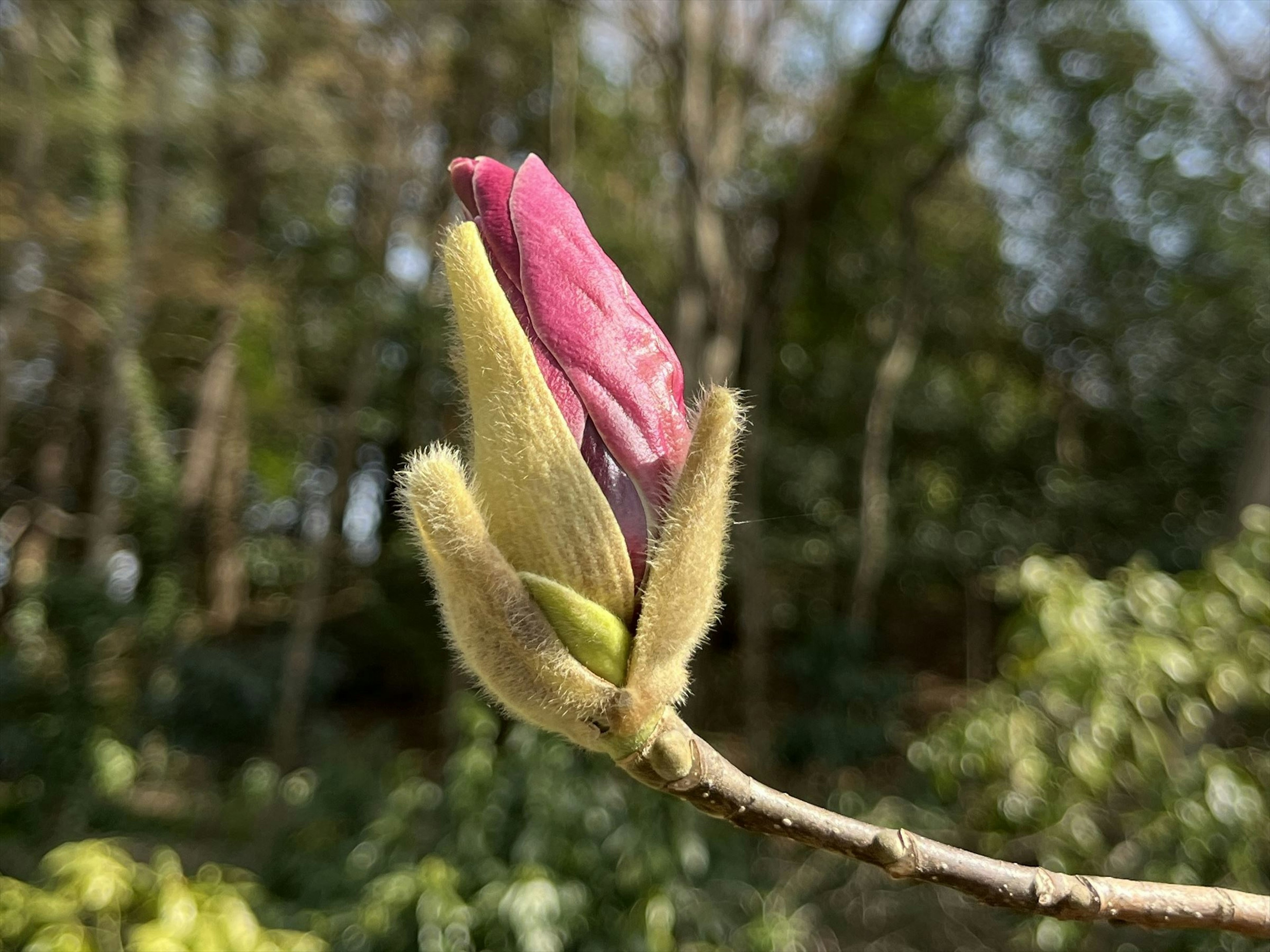 Un bouton de fleur rose sur une branche avec un fond vert