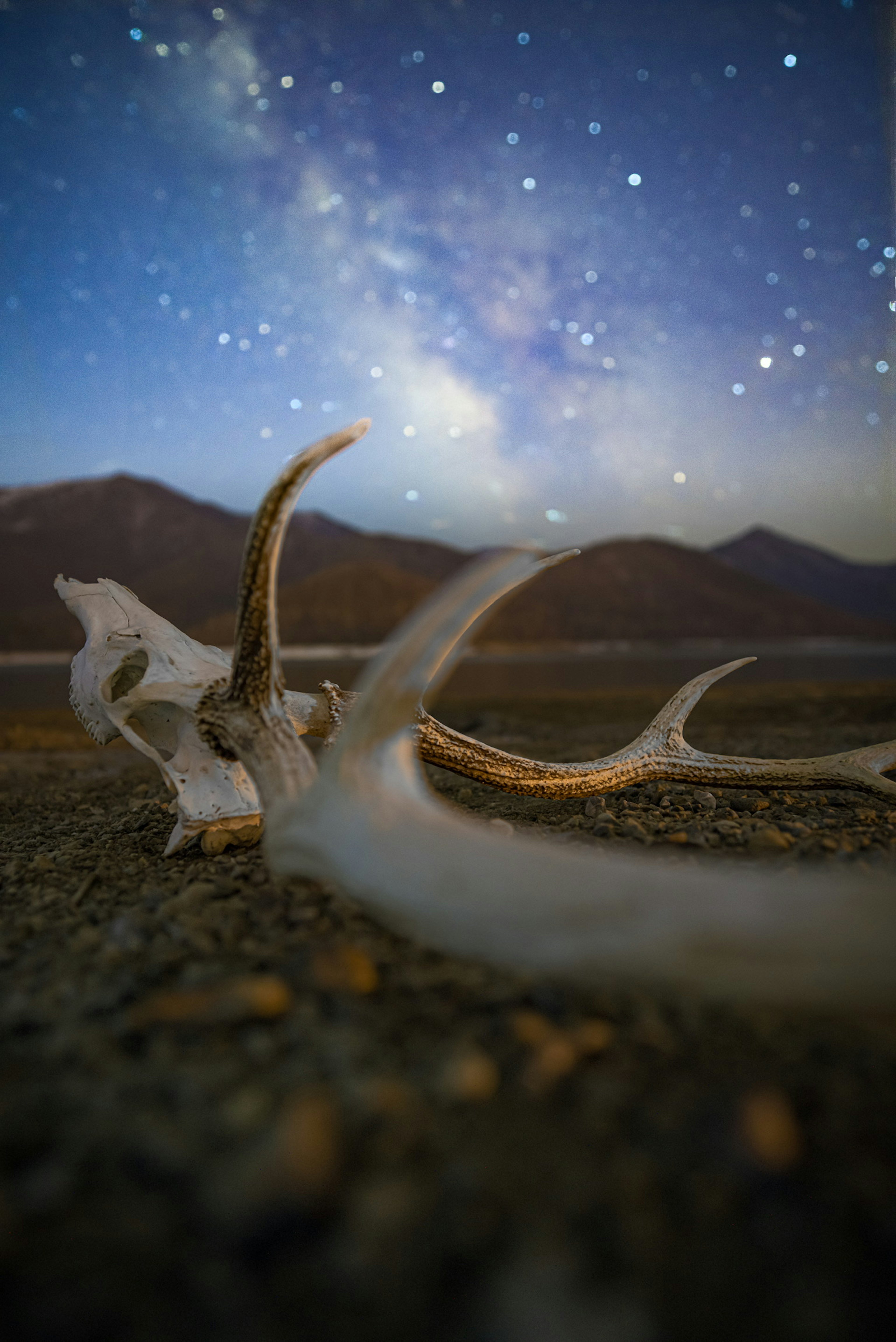 Animal bone fragment under a starry sky with mountains in the background