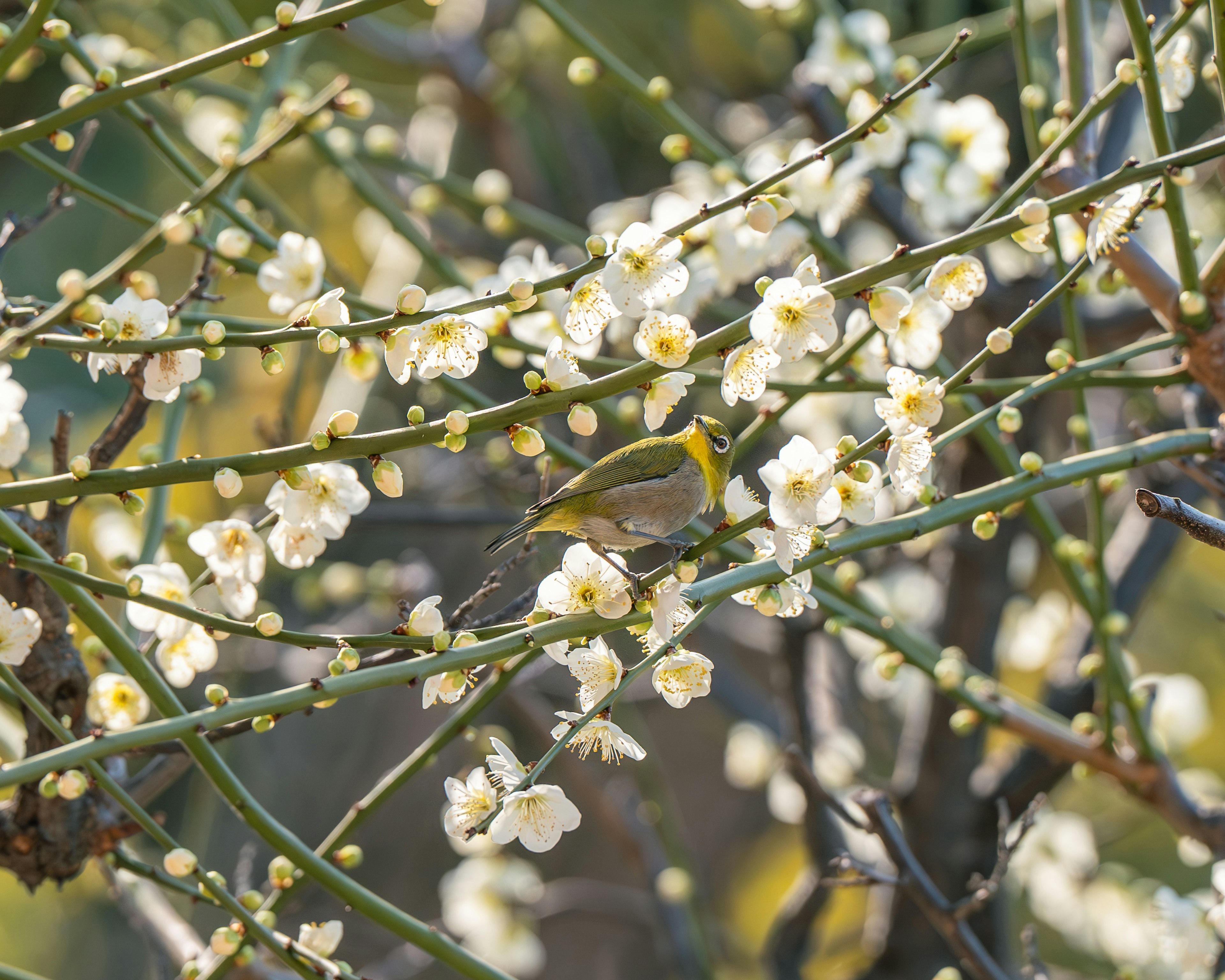 白い花が咲く枝にとまる小さな鳥