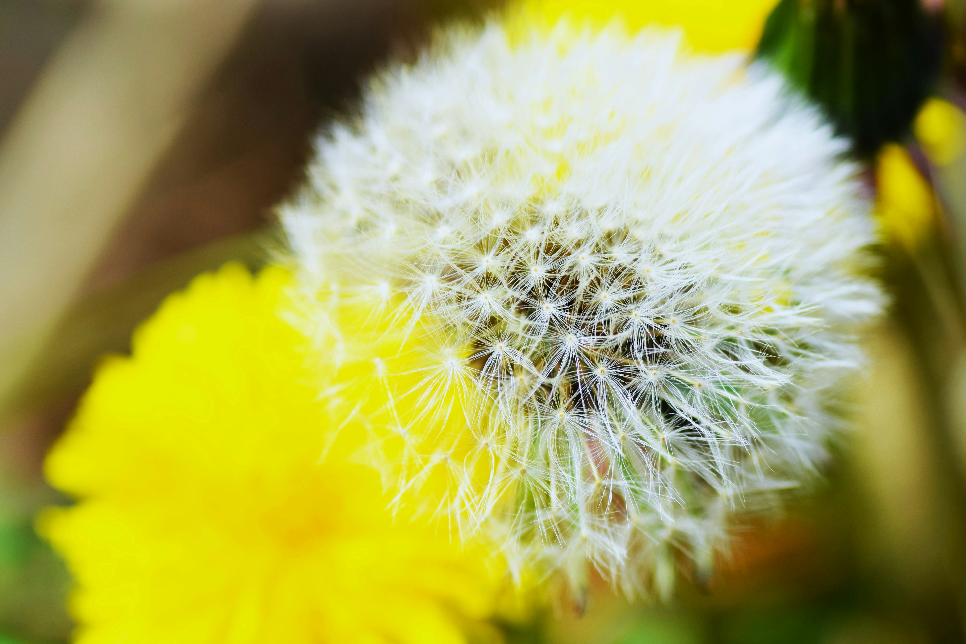 Close-up of a white dandelion seed head with yellow flowers in the background