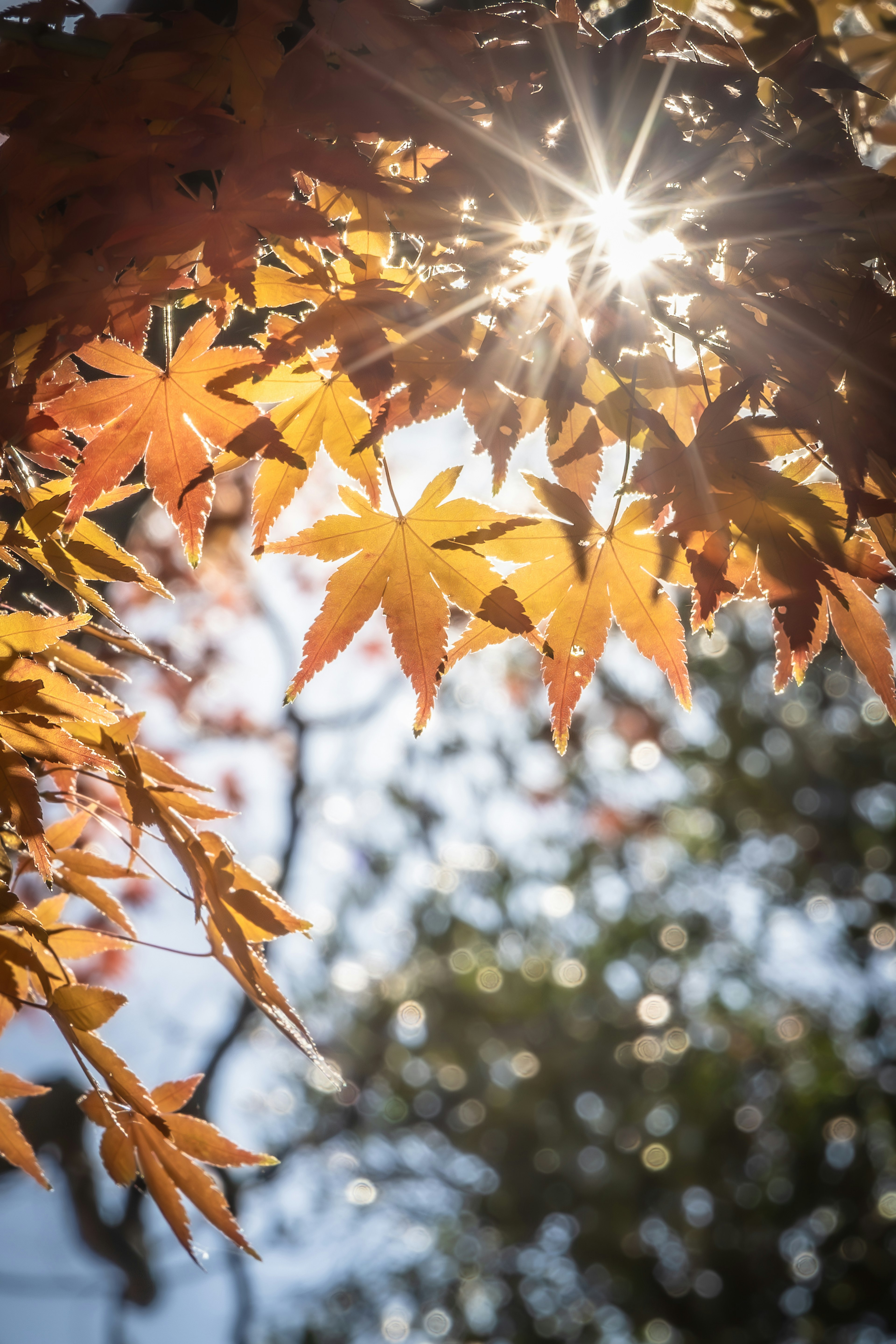 秋の紅葉の葉が輝く太陽の光を透かしている