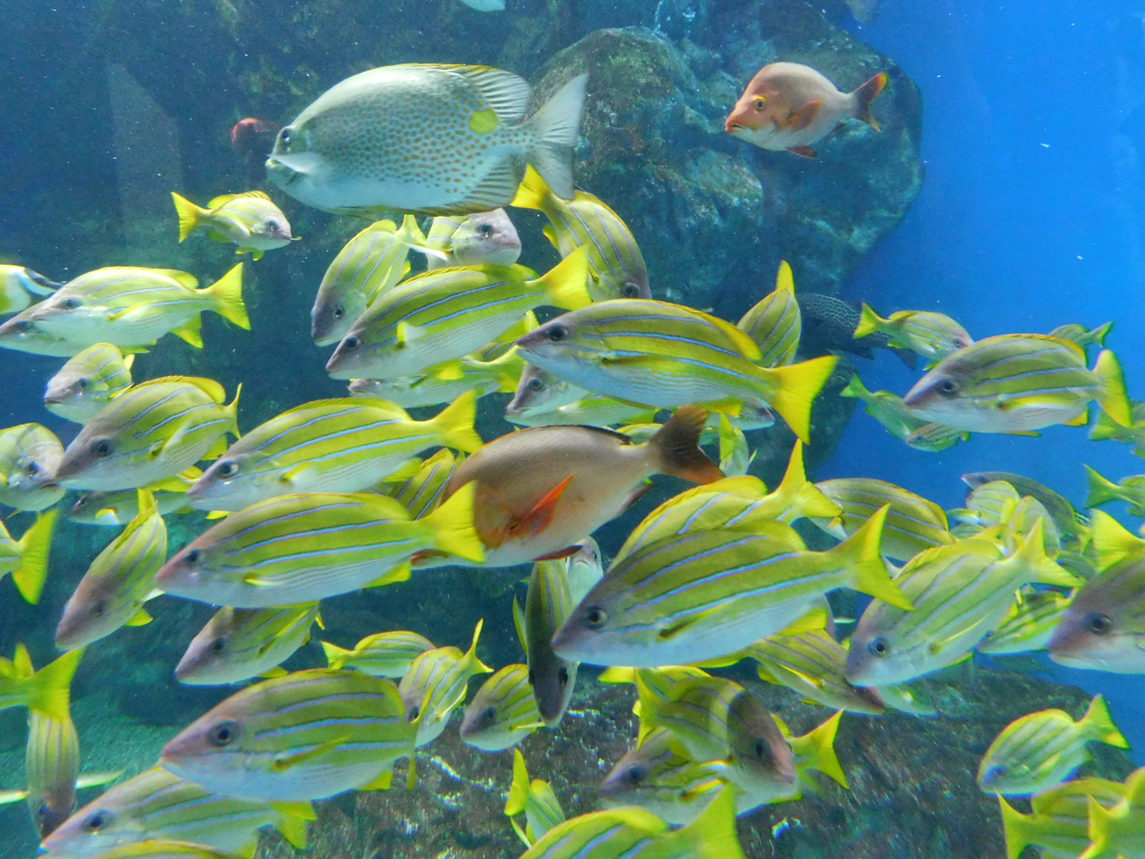 水族館の中の黄色い魚の群れと青い背景