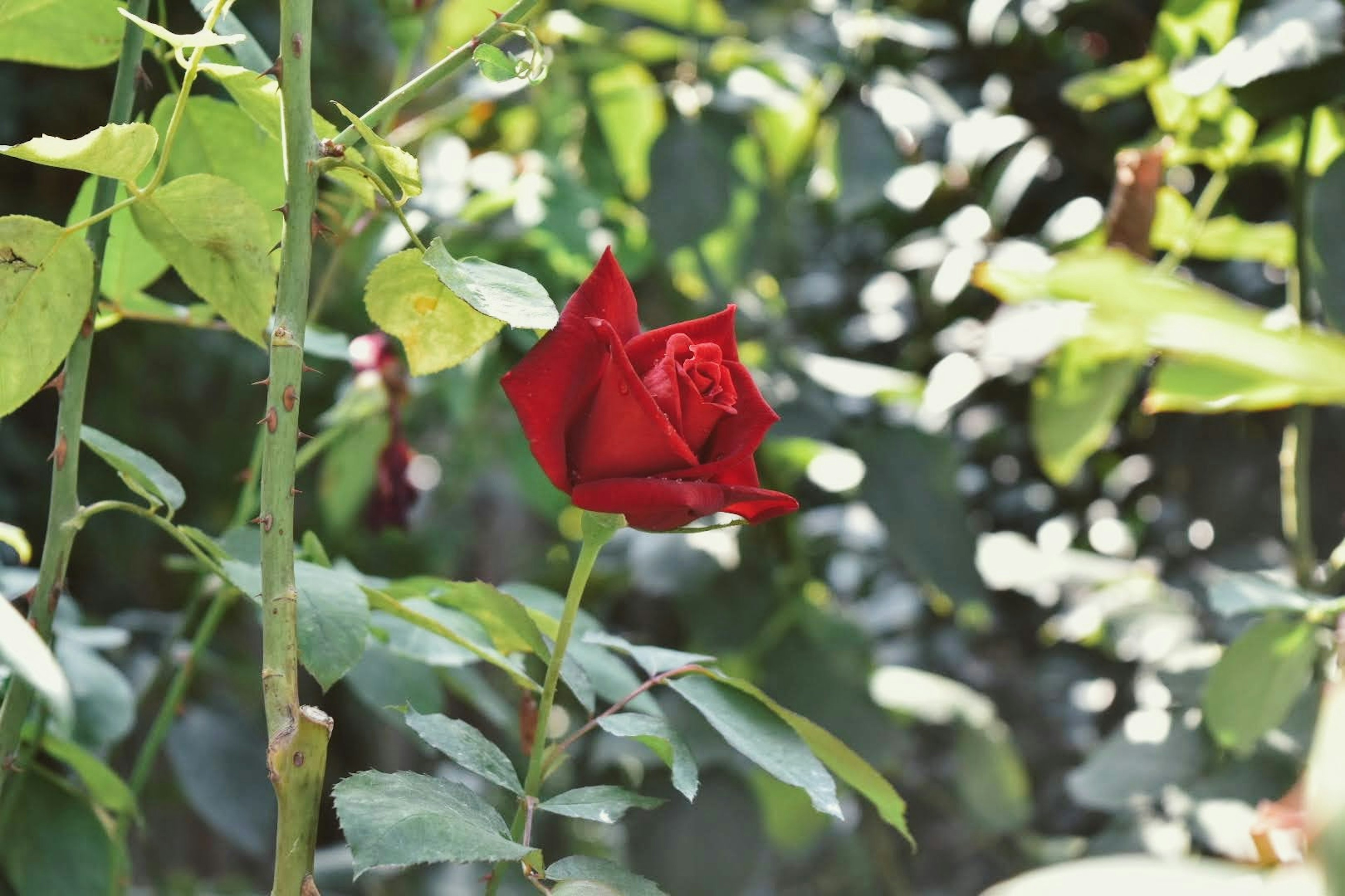 Eine rote Rose umgeben von grünen Blättern