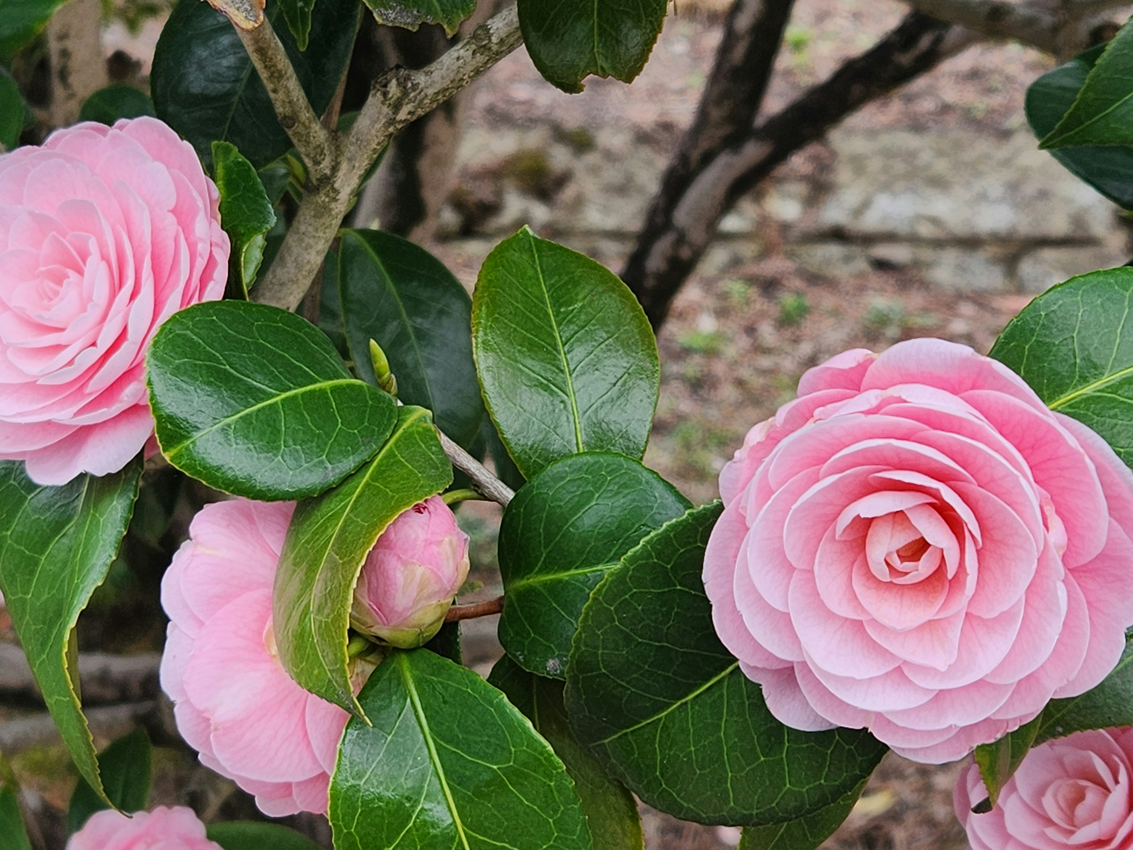 美丽的粉色山茶花和绿色叶子的图像