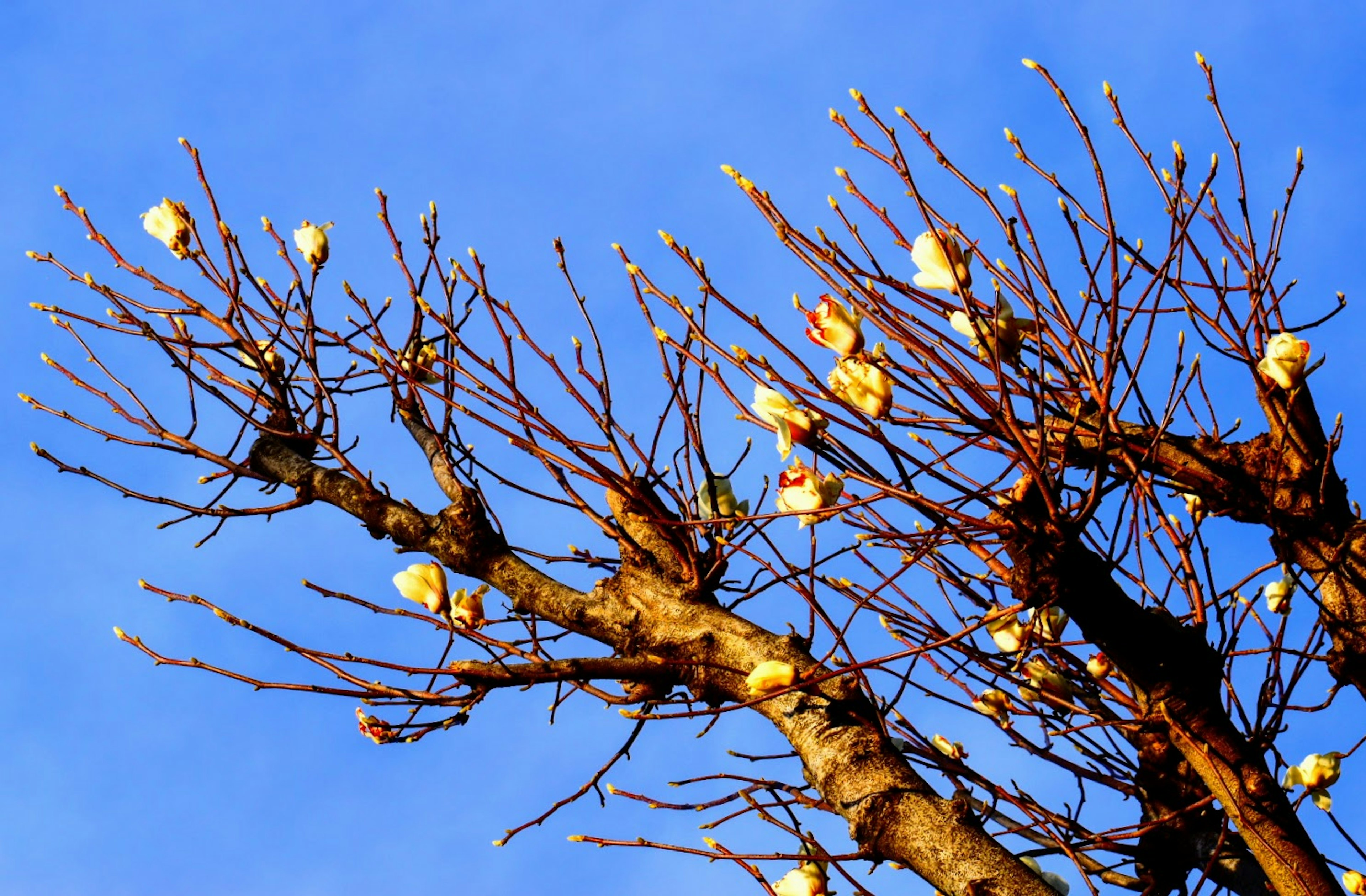 Rami con fiori bianchi contro un cielo blu