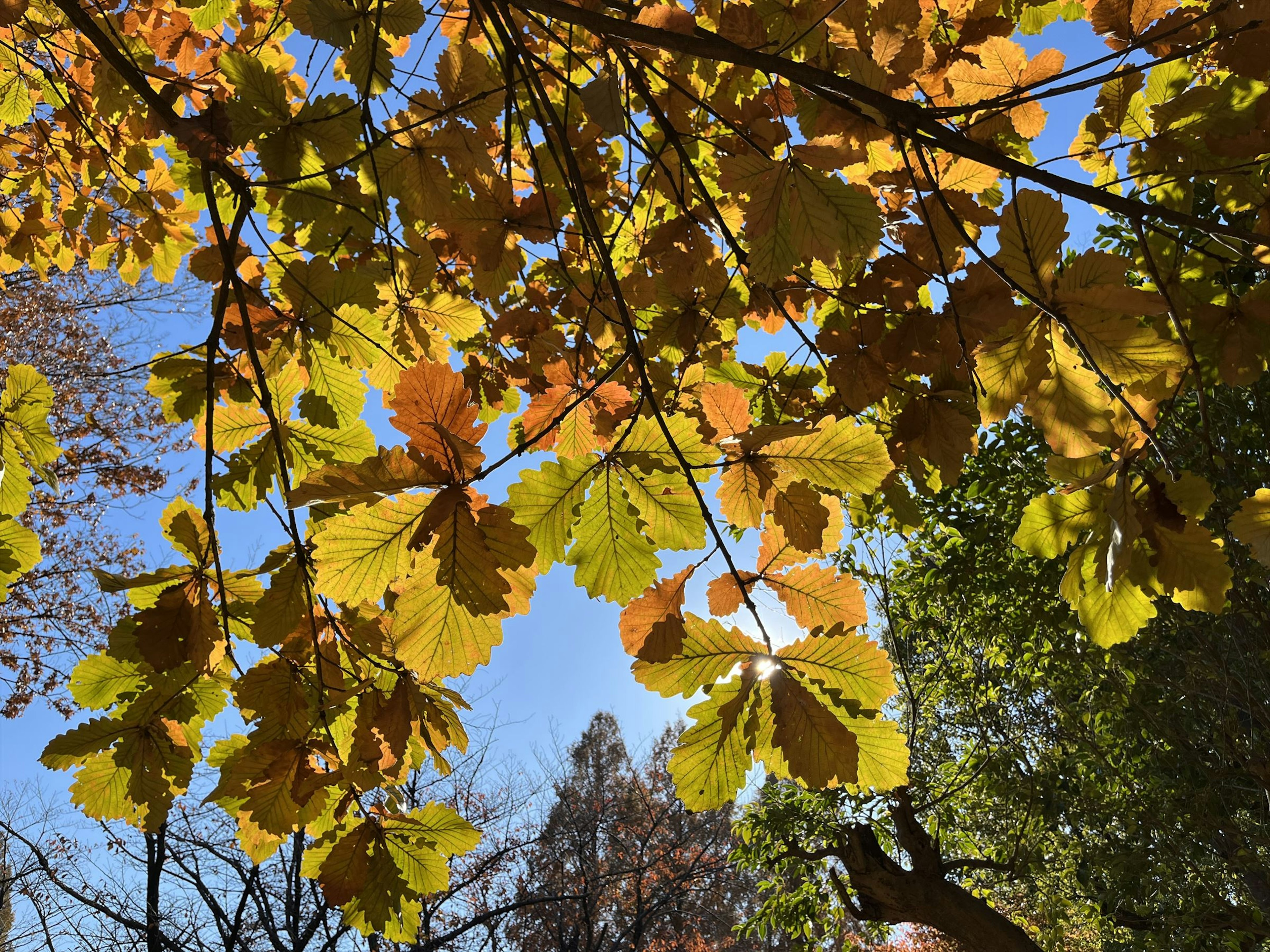 Bunte Herbstblätter unter einem blauen Himmel