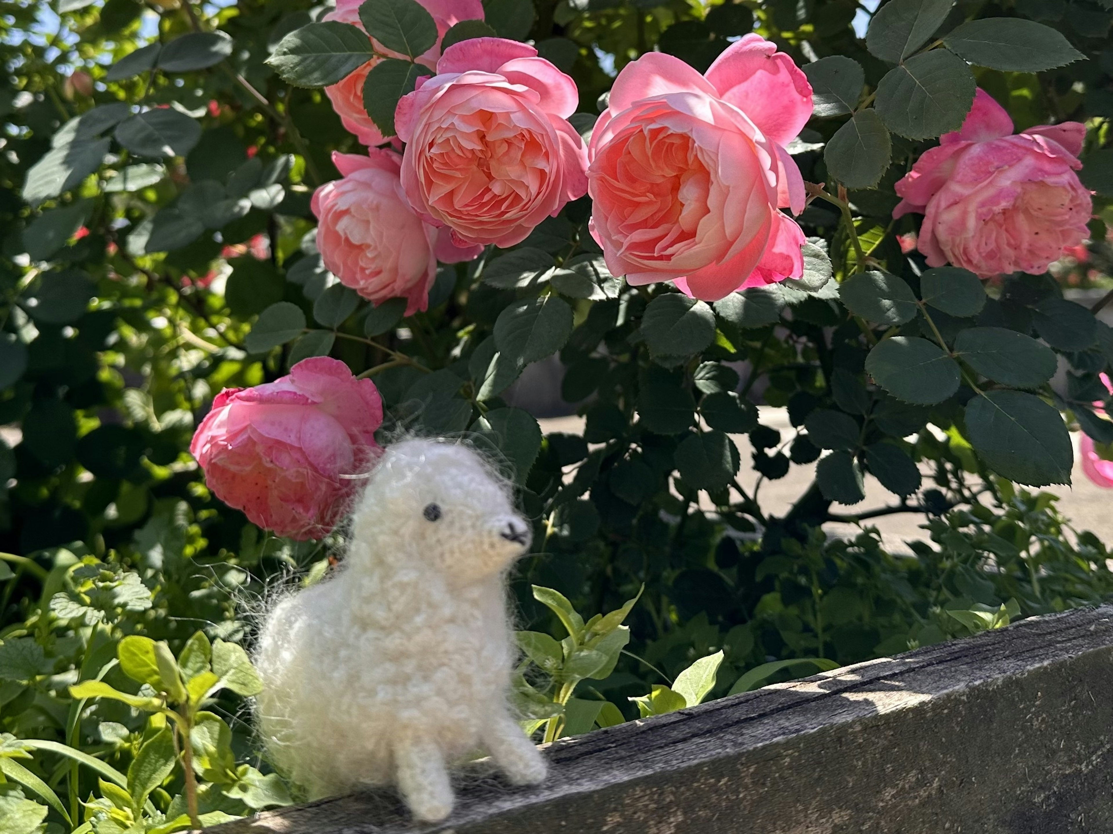 ピンクのバラの花の前に置かれた白いフェルト製の犬のぬいぐるみ