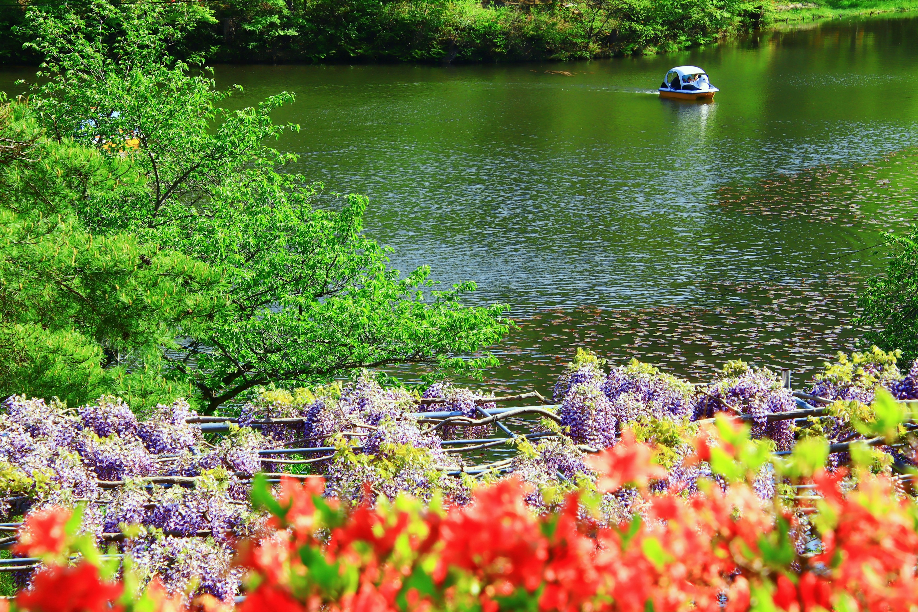 Lac vert avec un bateau, premier plan de glycine violette et de fleurs rouges