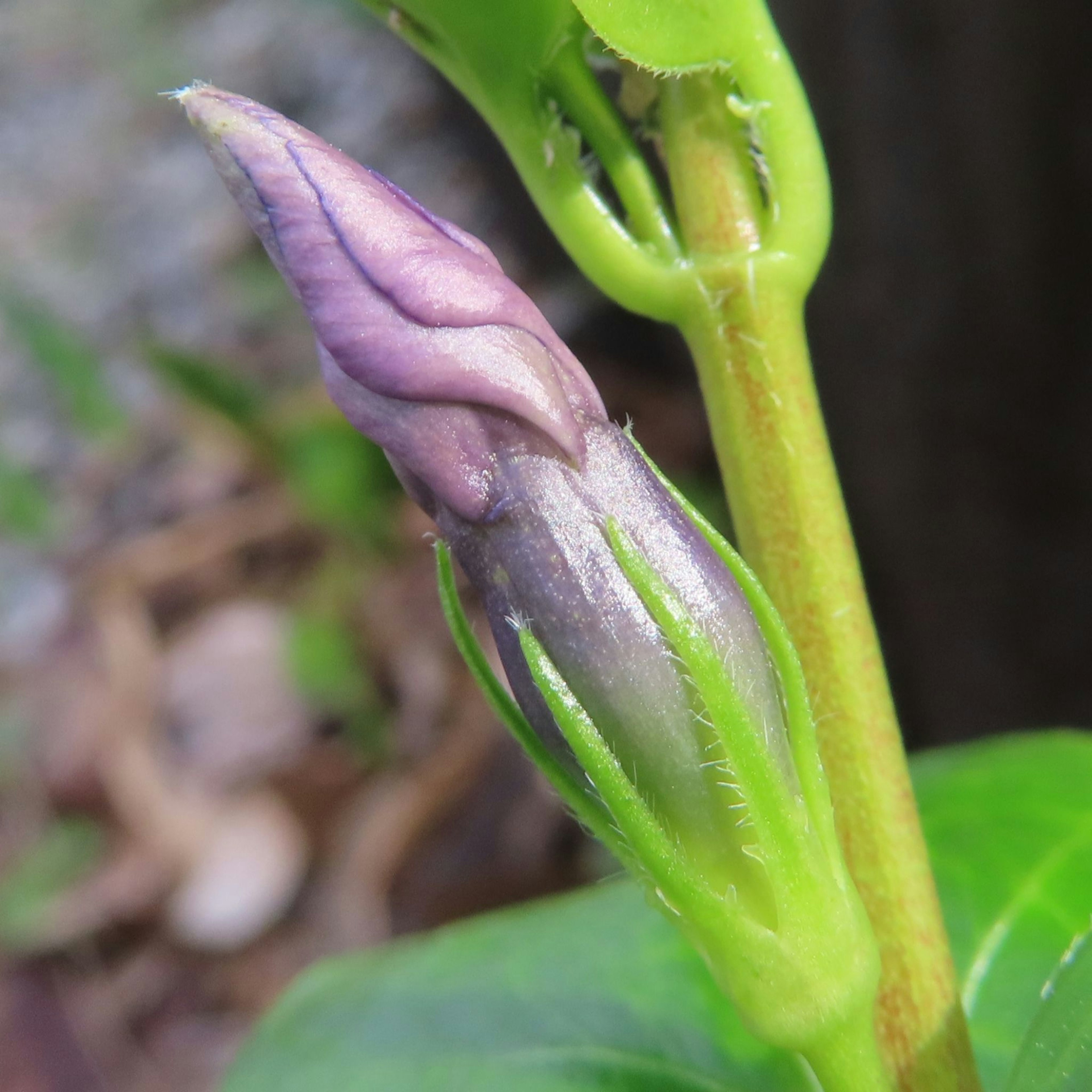 Primo piano di un germoglio di pianta con tonalità viola e stelo verde