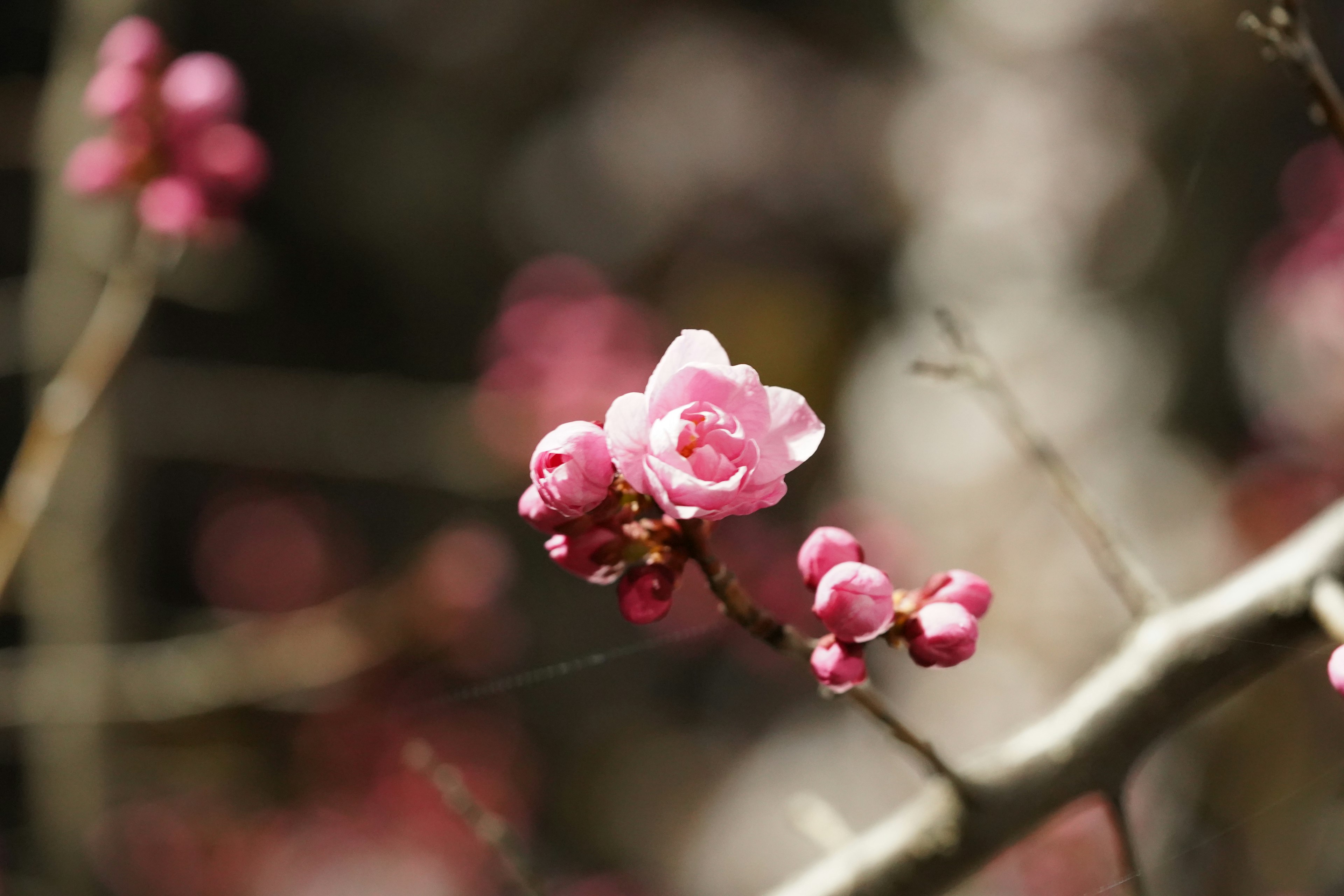 Nahaufnahme von blassrosa Blumen, die an Zweigen blühen