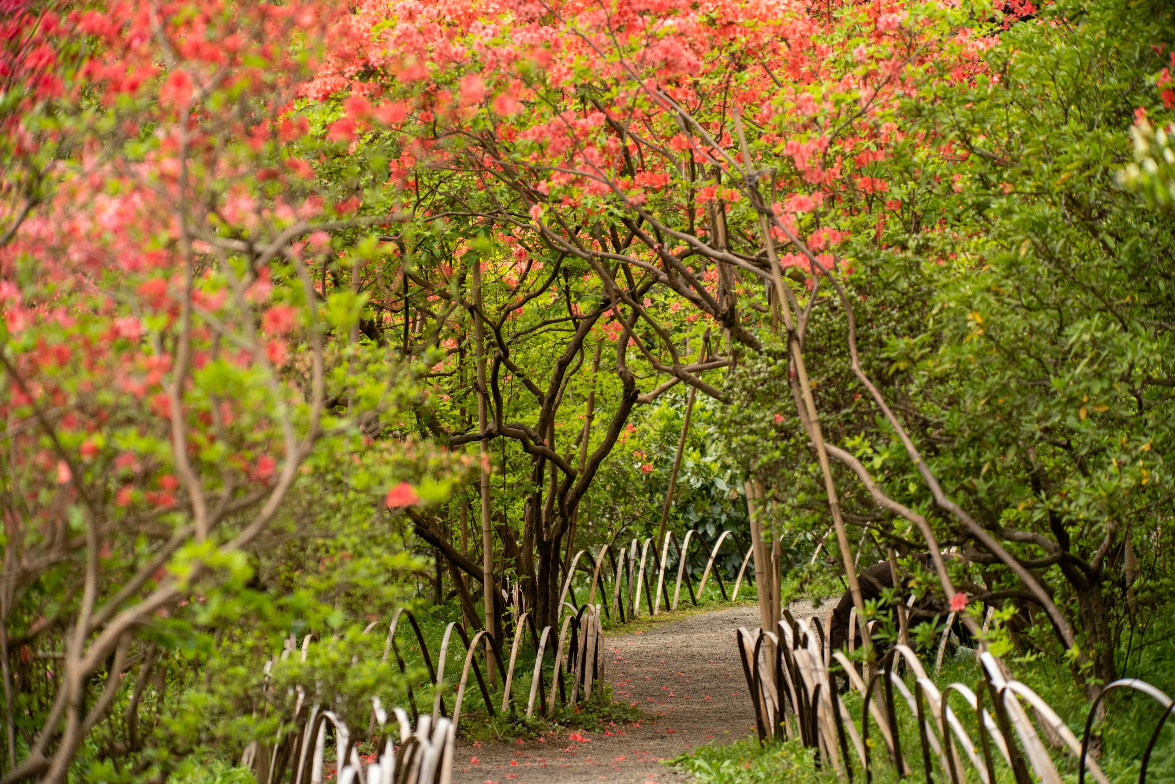 ทางเดินที่ถูกล้อมรอบด้วยต้นไม้ที่มีดอกไม้สีสันสดใสซึ่งนำไปสู่สวนที่เขียวขจี