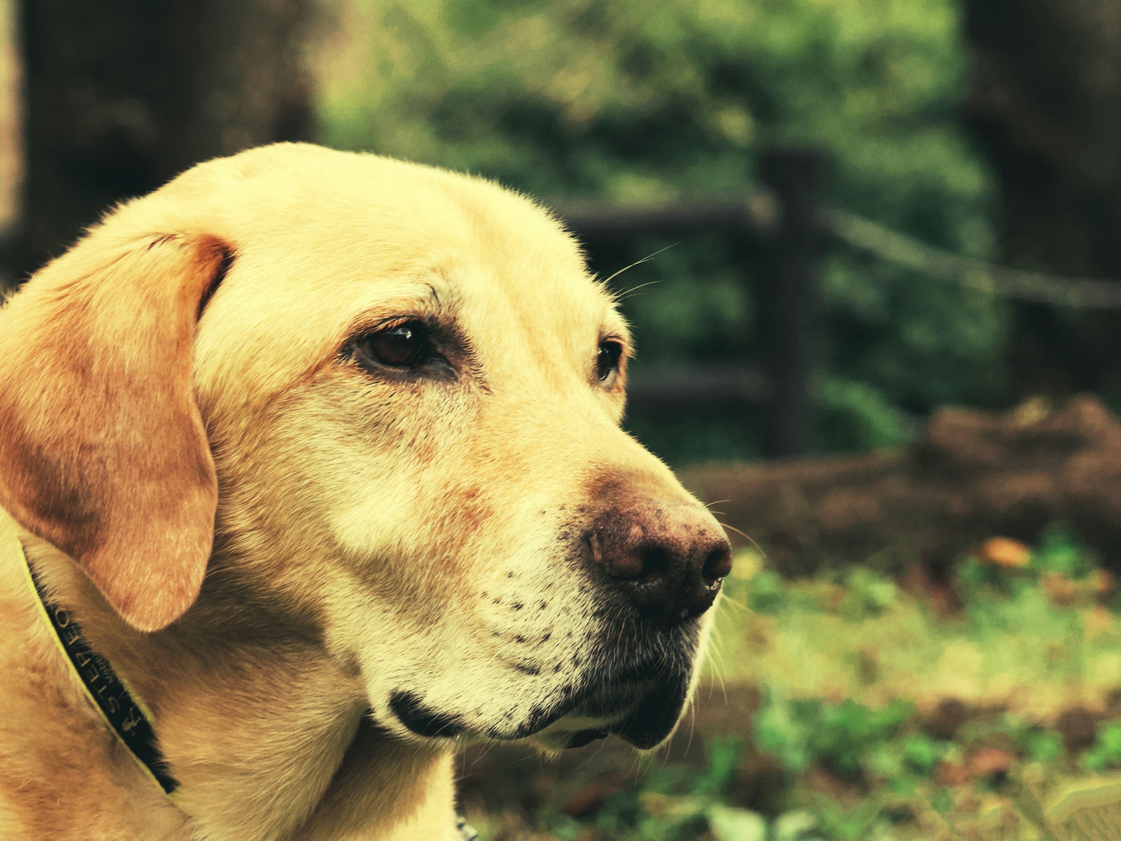 Primer plano de un labrador amarillo mirando sereno al aire libre