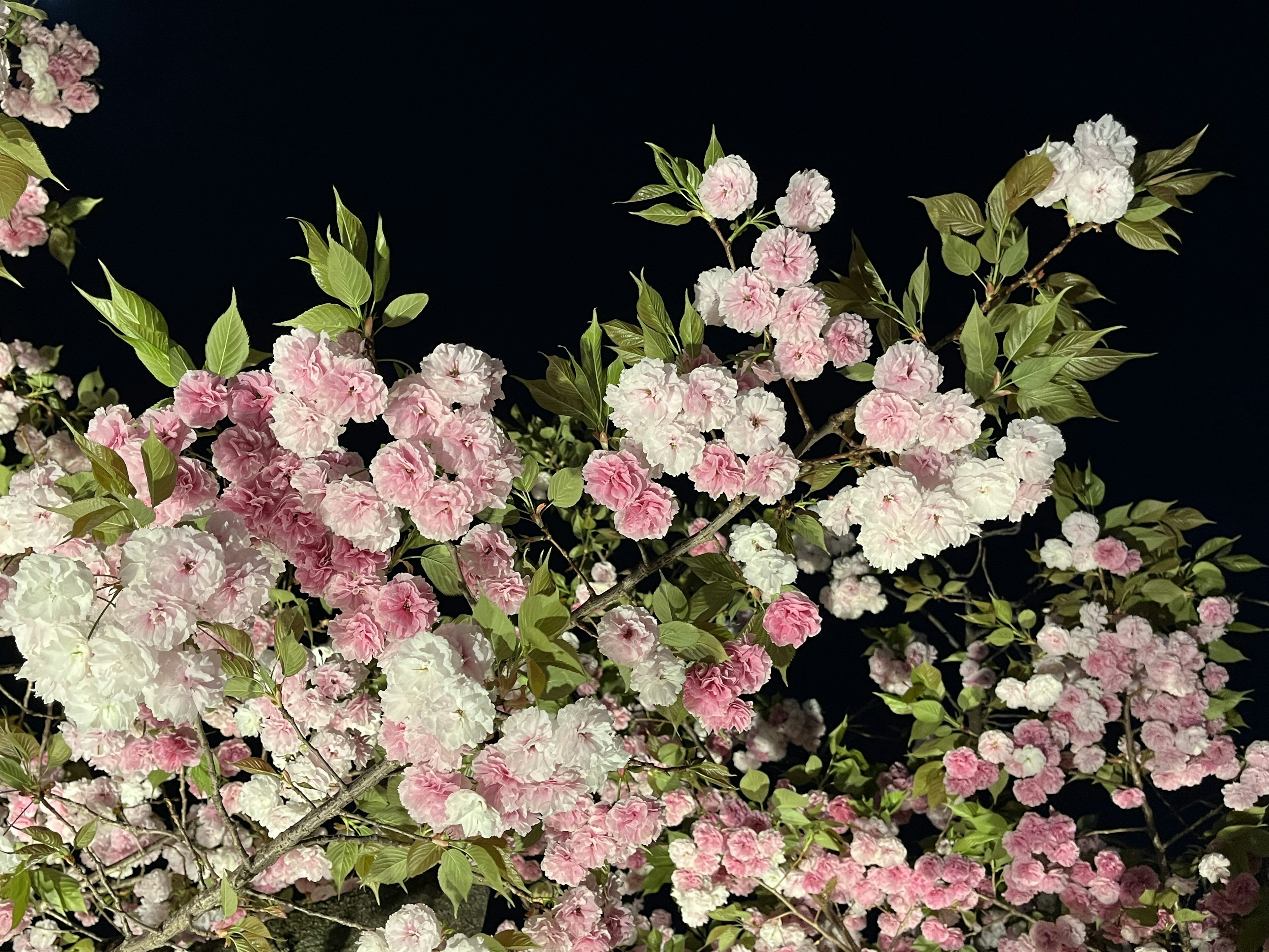 夜空に映えるピンクと白の花が咲く枝