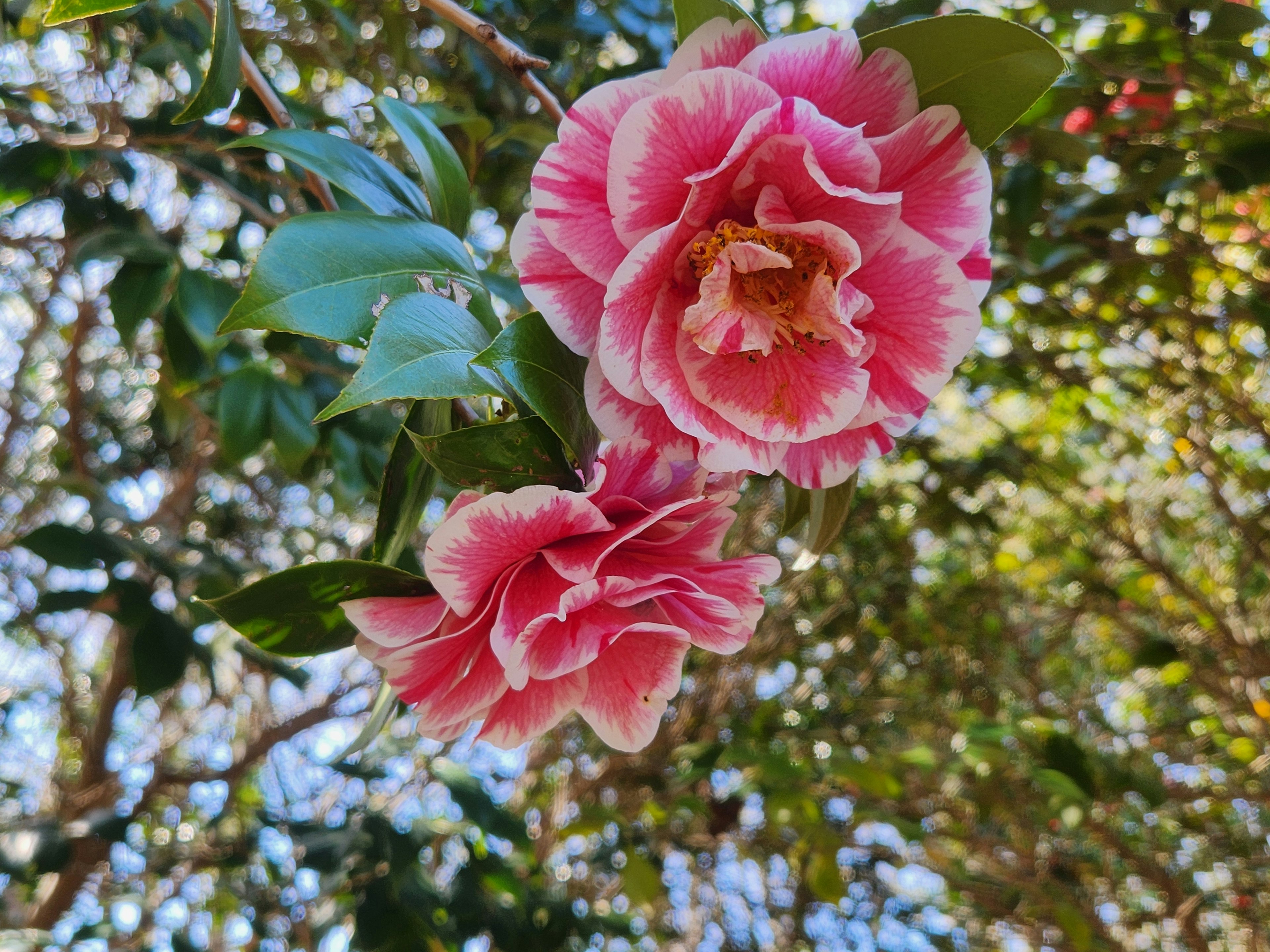 Vibrant pink camellia flowers blooming on a branch