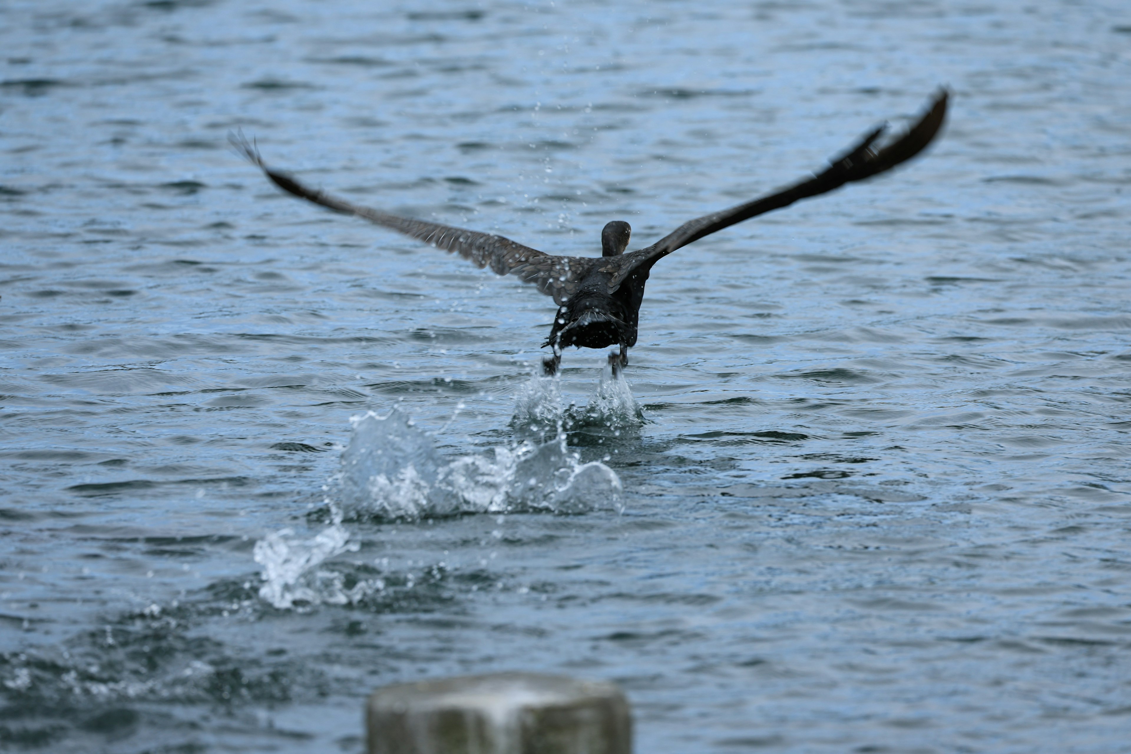 Uccello che decolla dalla superficie dell'acqua con le ali spiegate