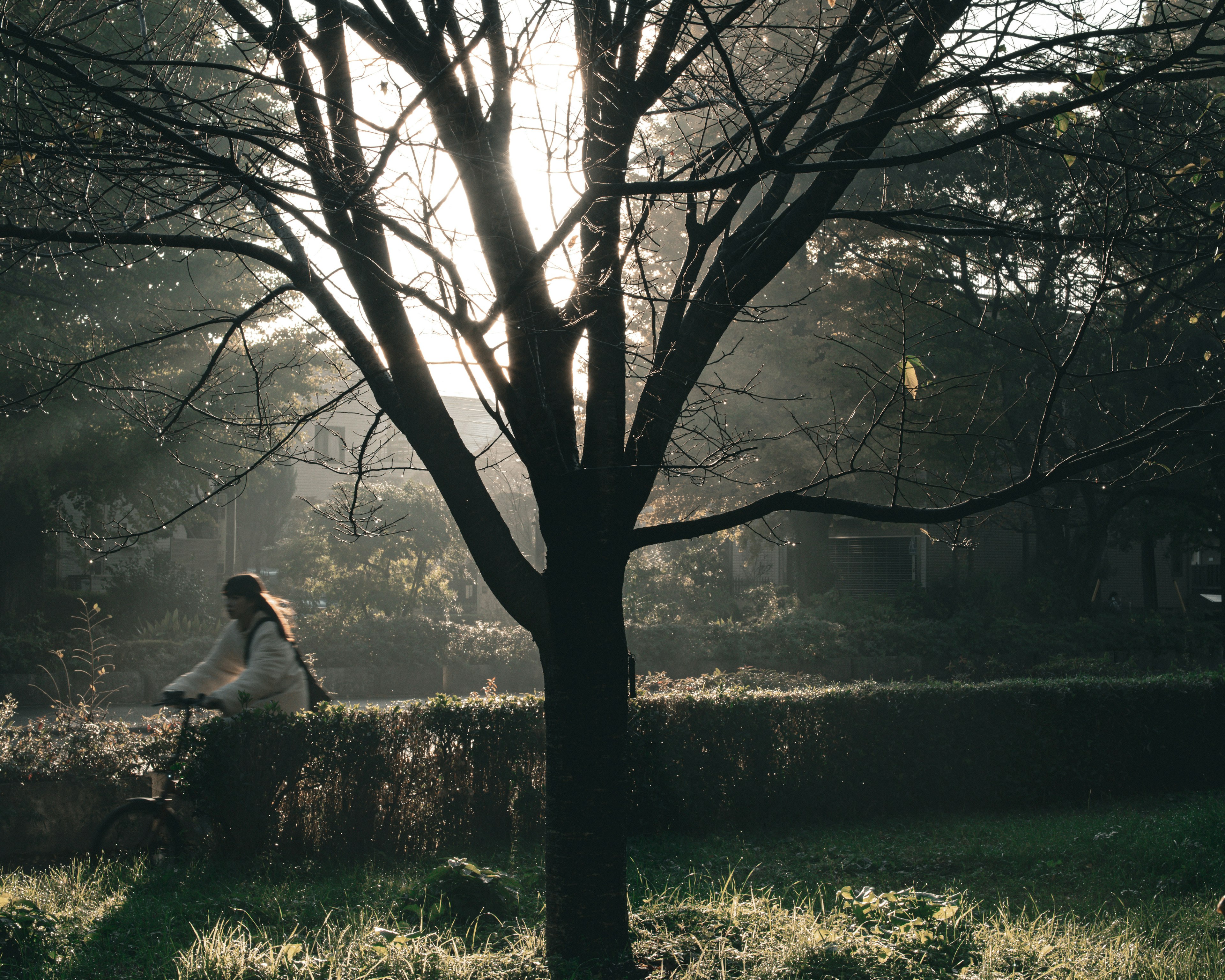 Una donna in bicicletta nella nebbia con la silhouette di un albero