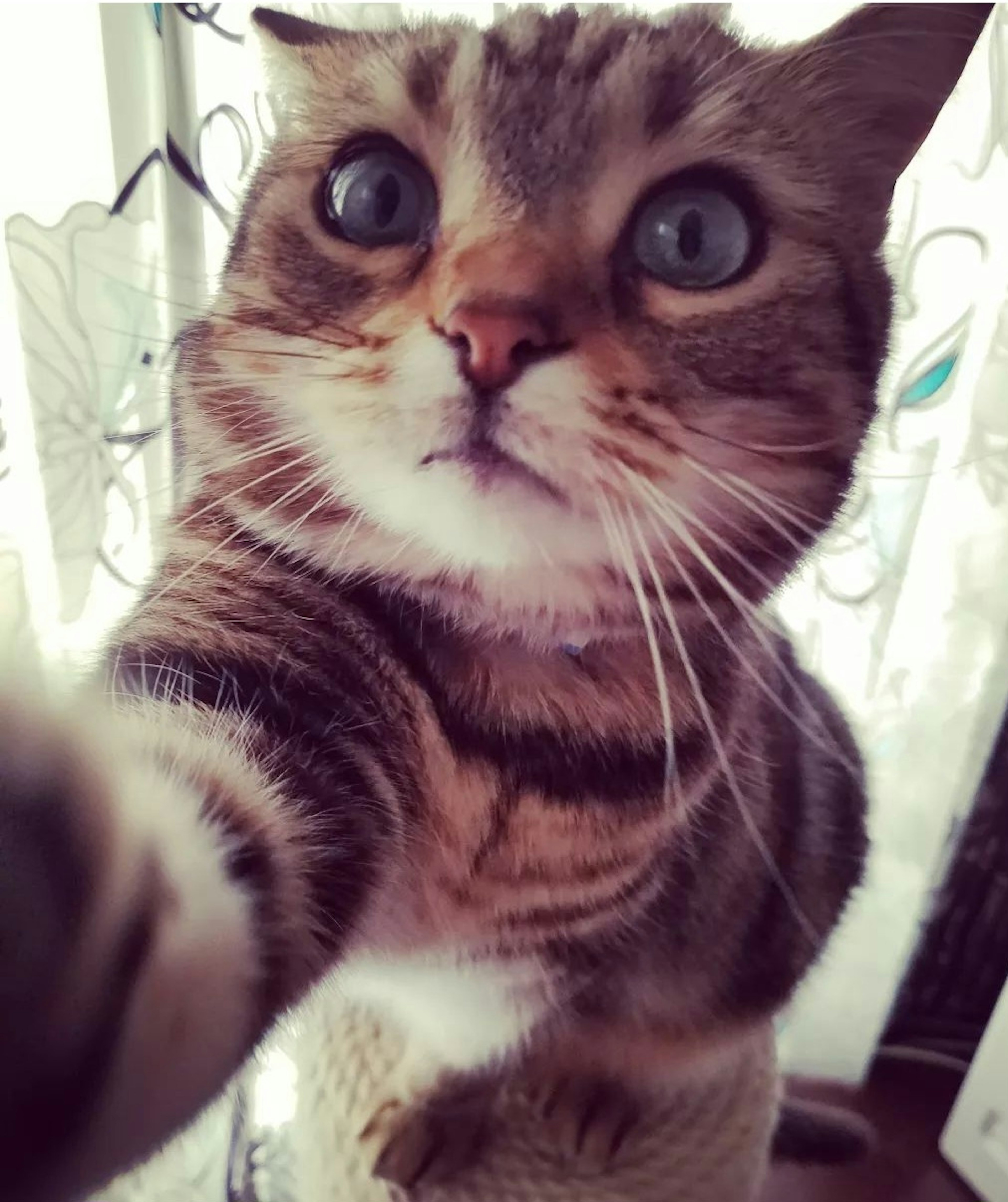 Close-up selfie of a cat with blue eyes