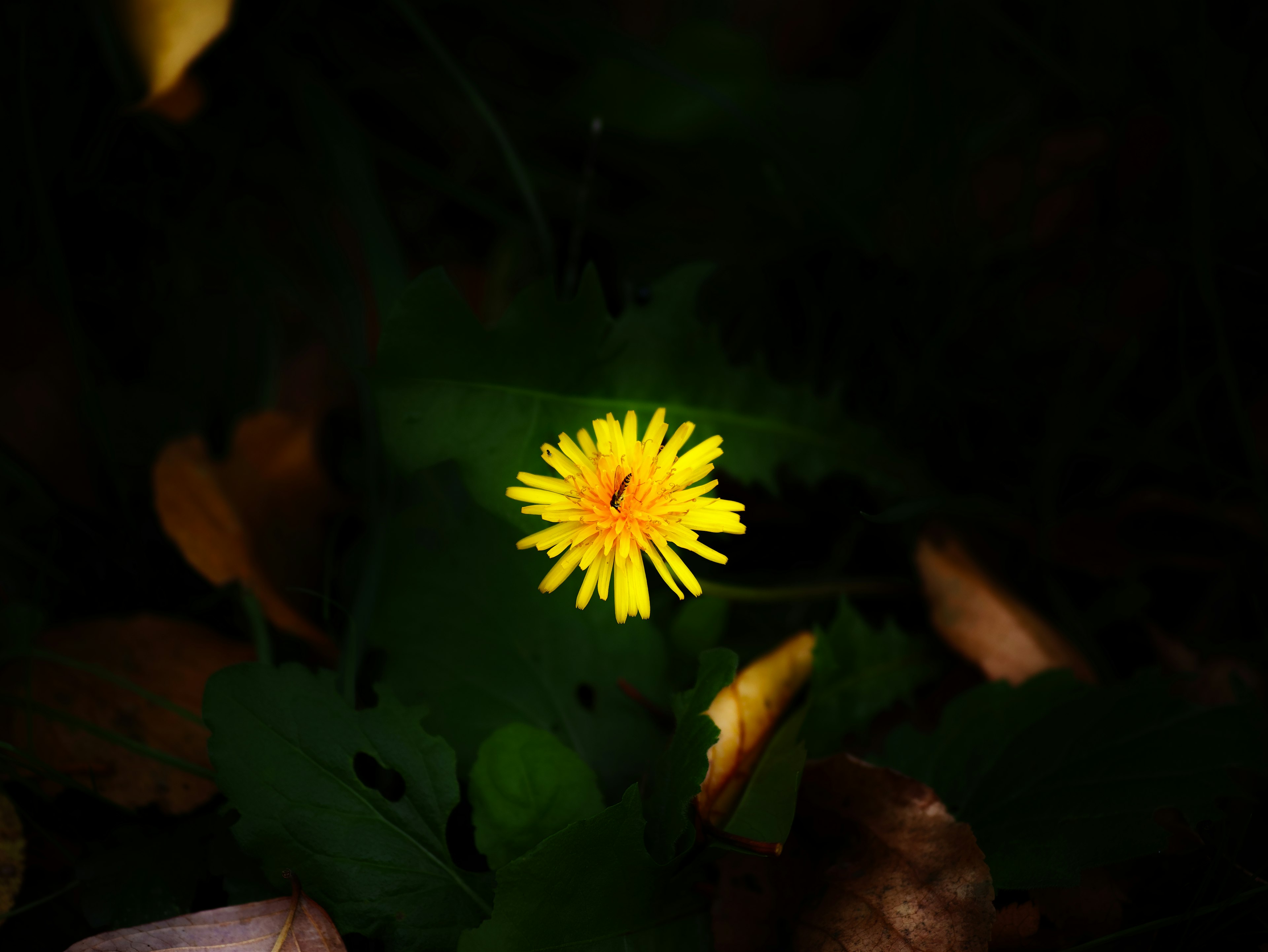 Flor de diente de león amarilla vibrante contra un fondo oscuro