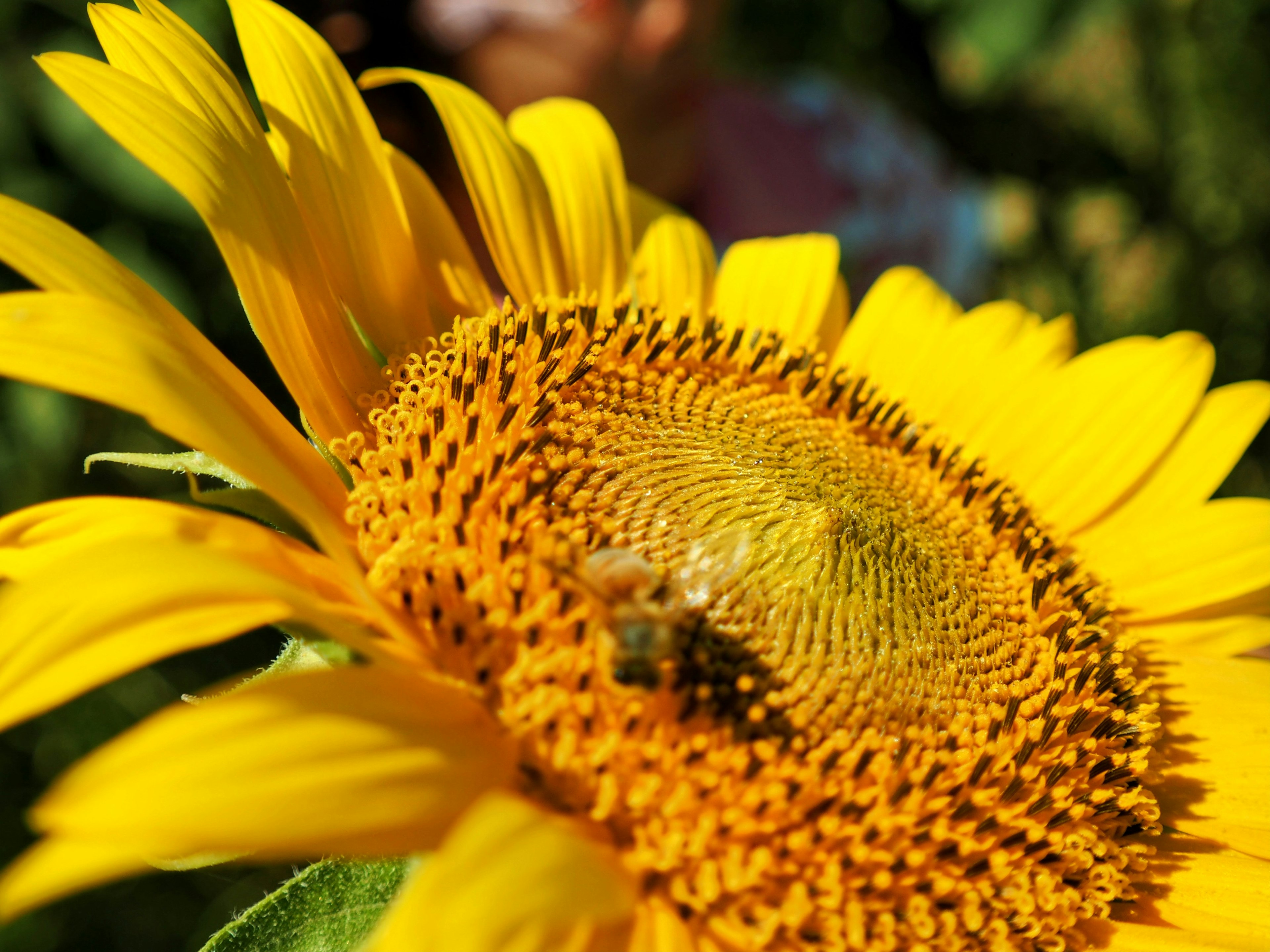 Primo piano di un girasole vibrante con un'ape al centro dettagliato