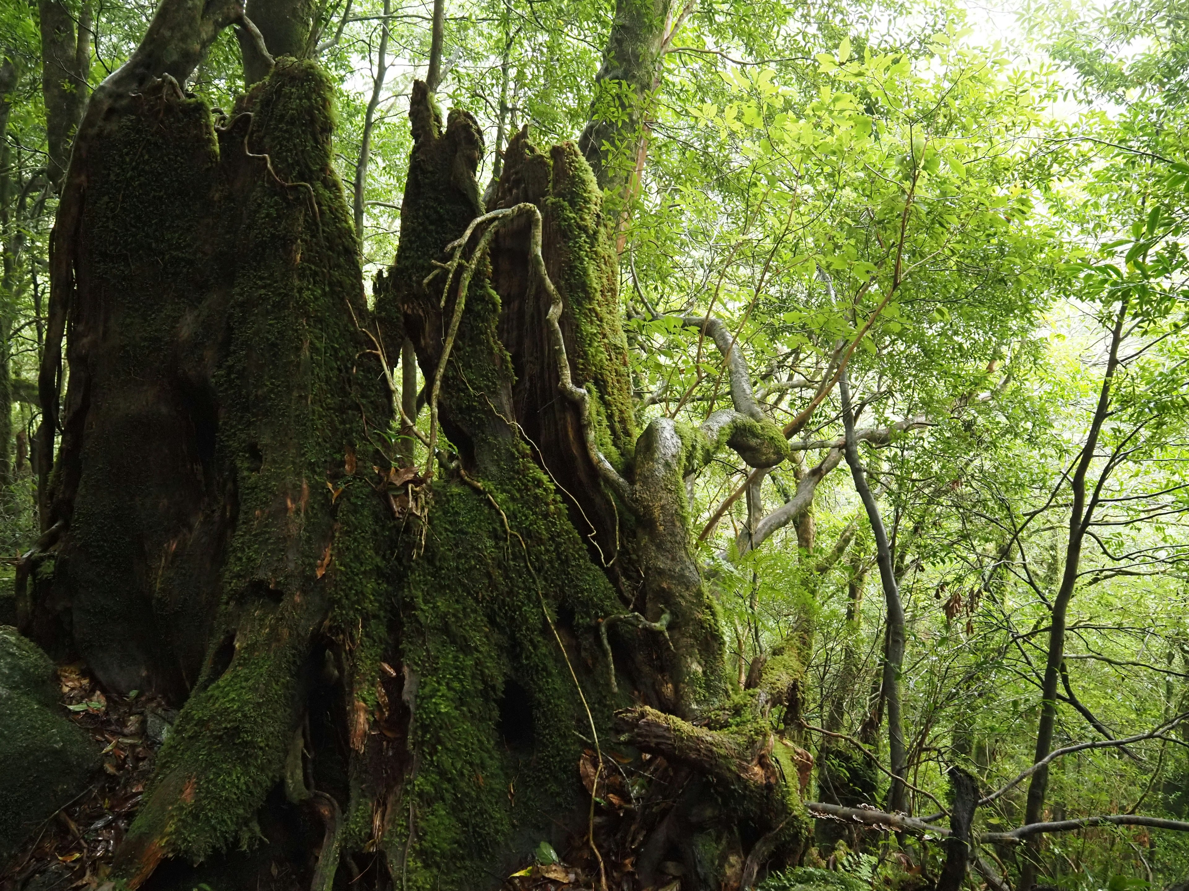 Forest scene featuring moss-covered ancient tree roots and trunks