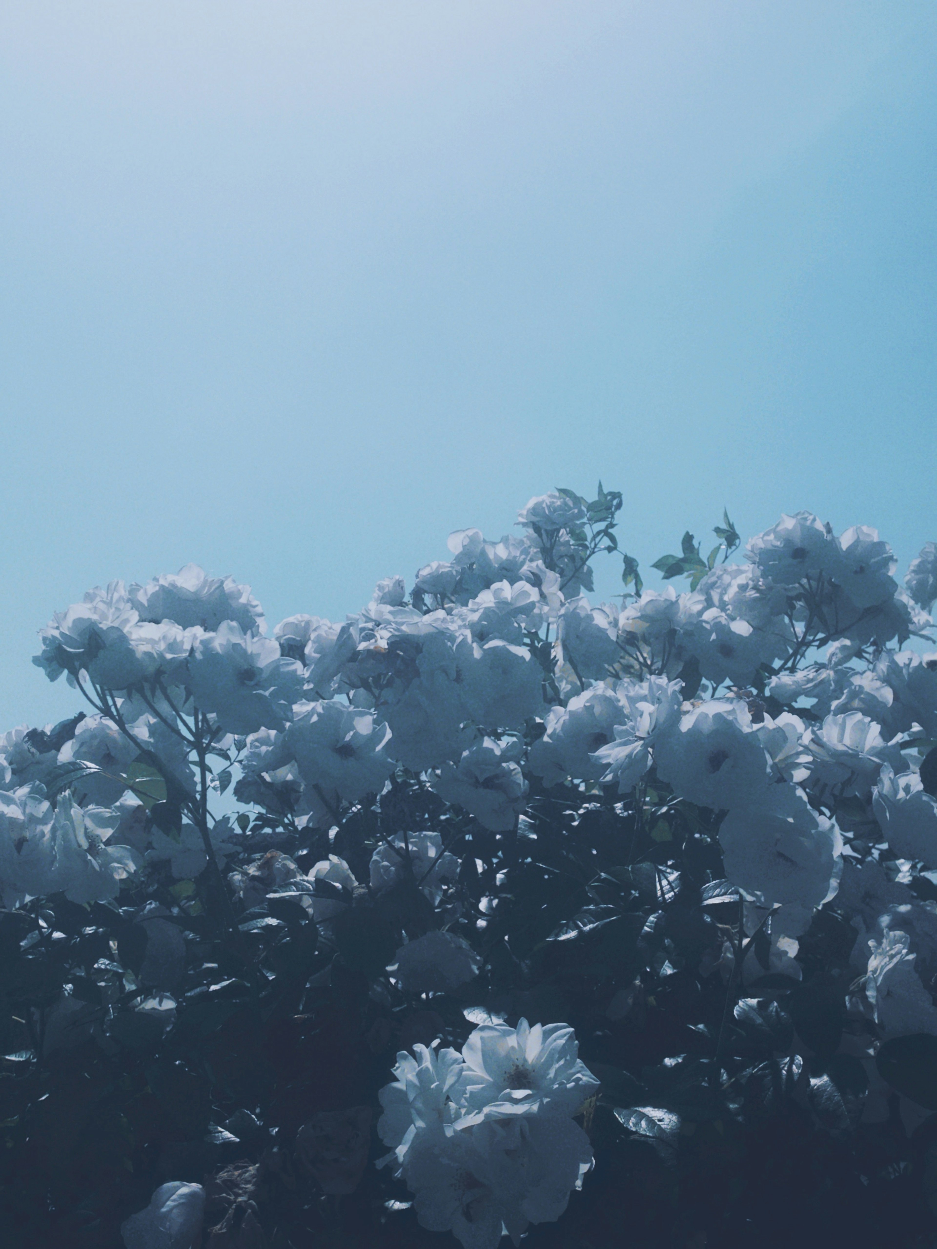 Primo piano di fiori bianchi sotto un cielo blu