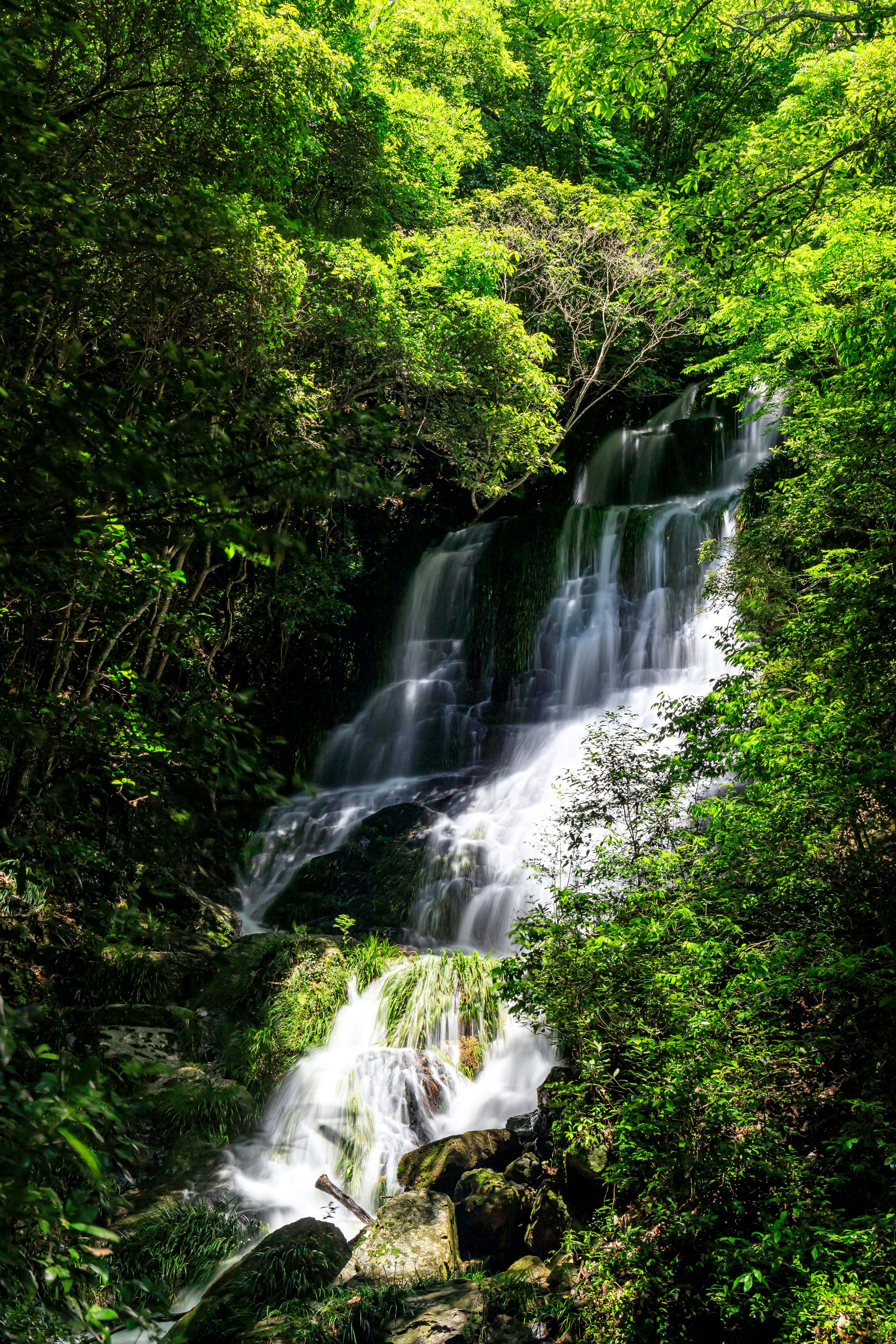 Una hermosa cascada fluyendo a través de un bosque verde