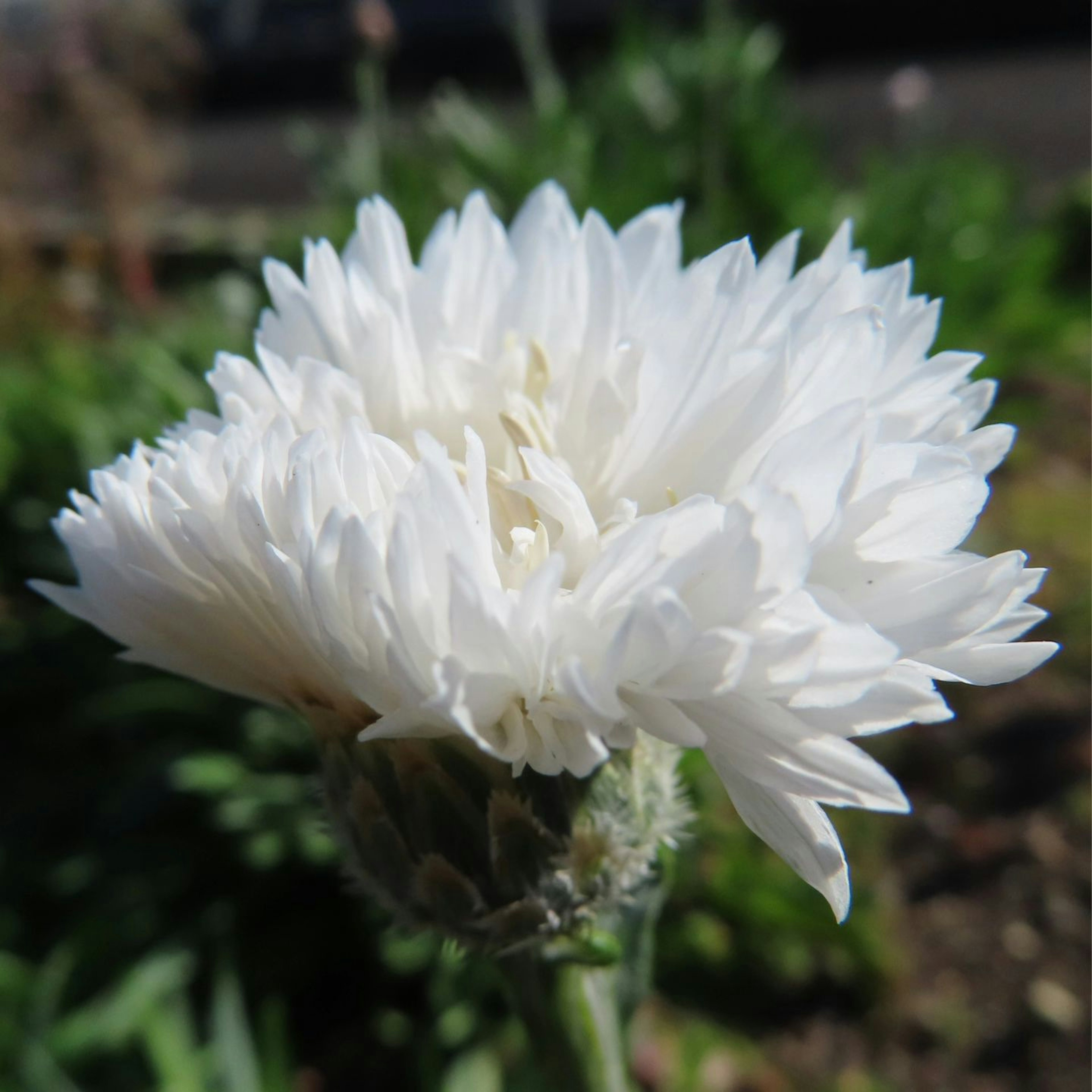 Primer plano de una flor blanca con fondo verde