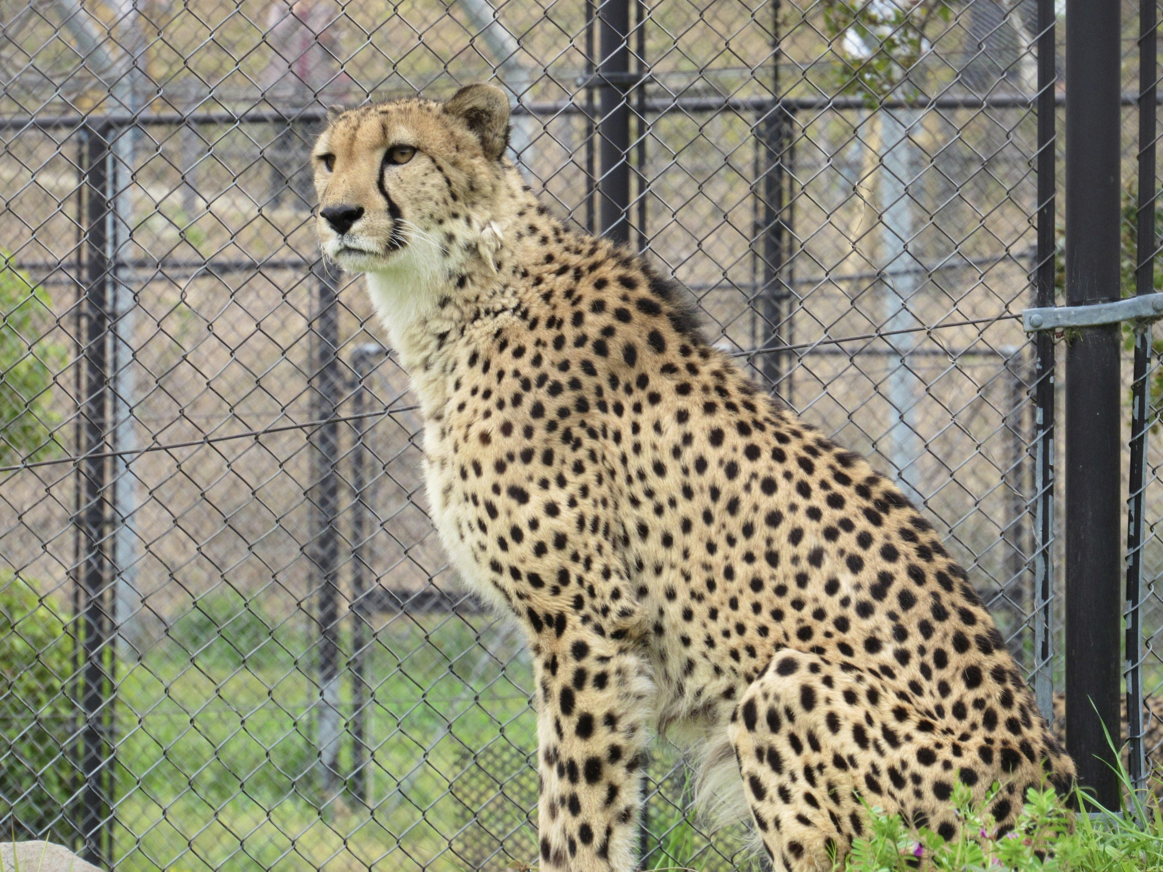 Seekor cheetah yang indah berdiri dekat pagar