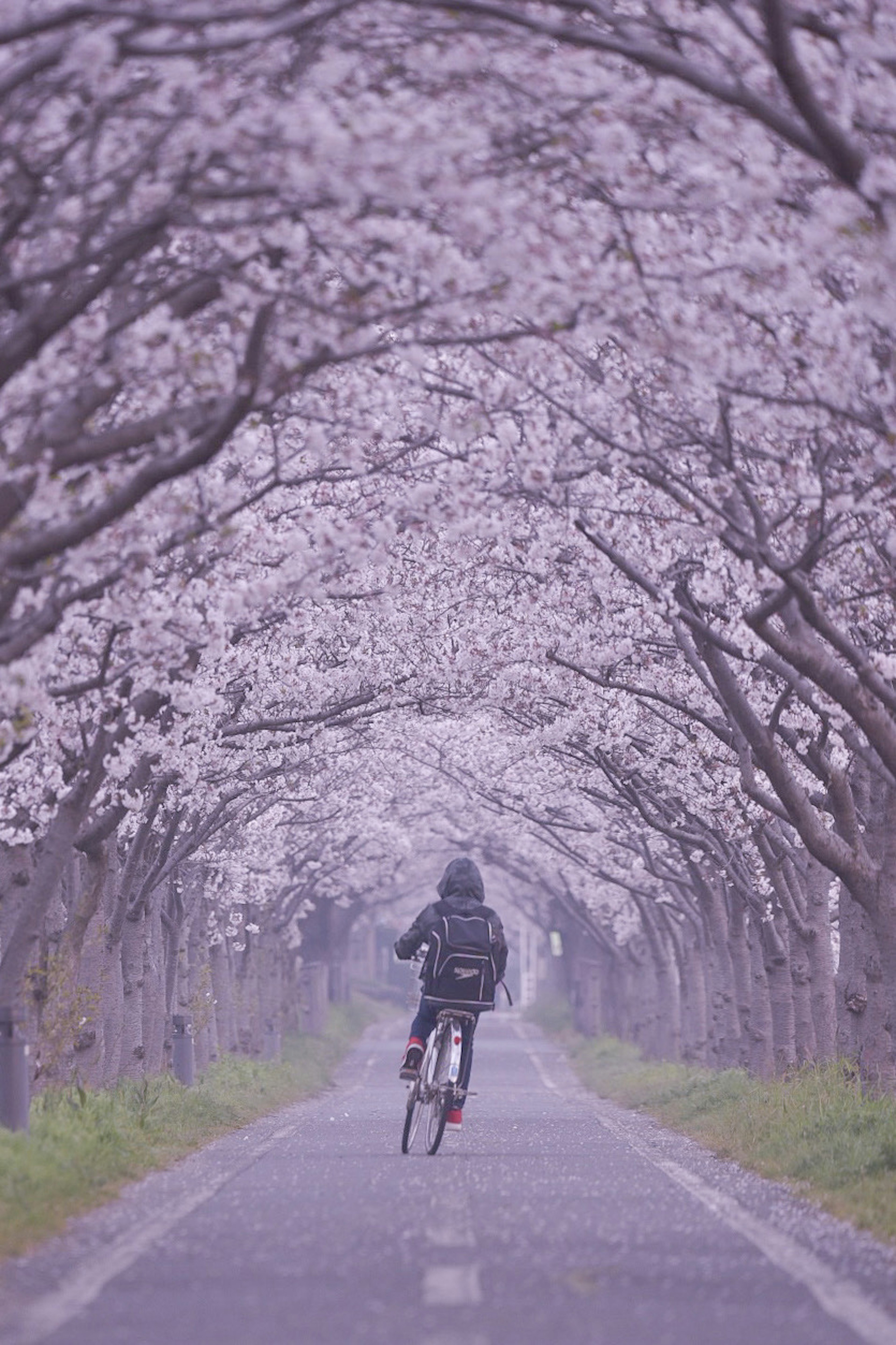 桜の木が並ぶ道を自転車で走る人物