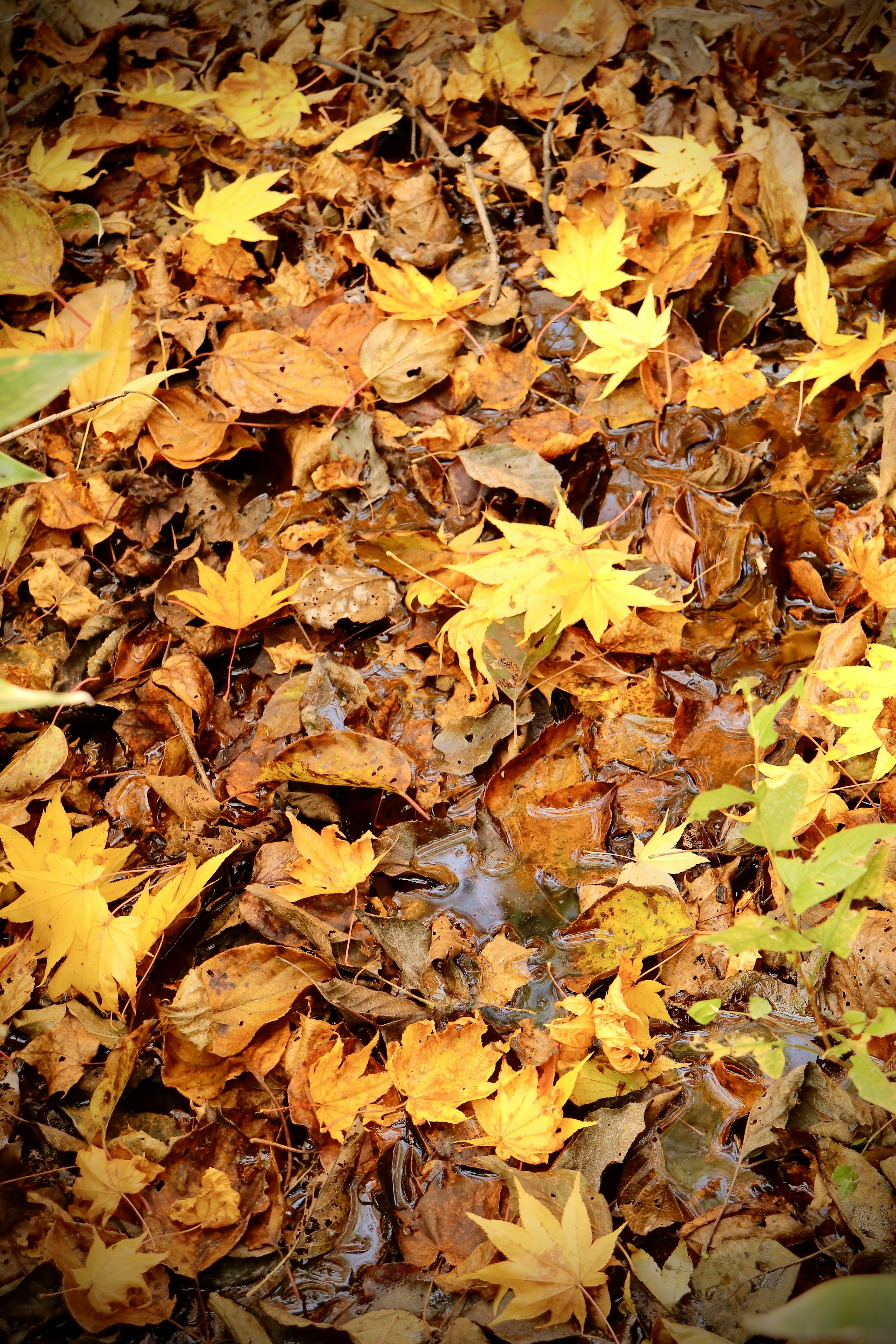 A colorful array of fallen leaves scattered on the ground