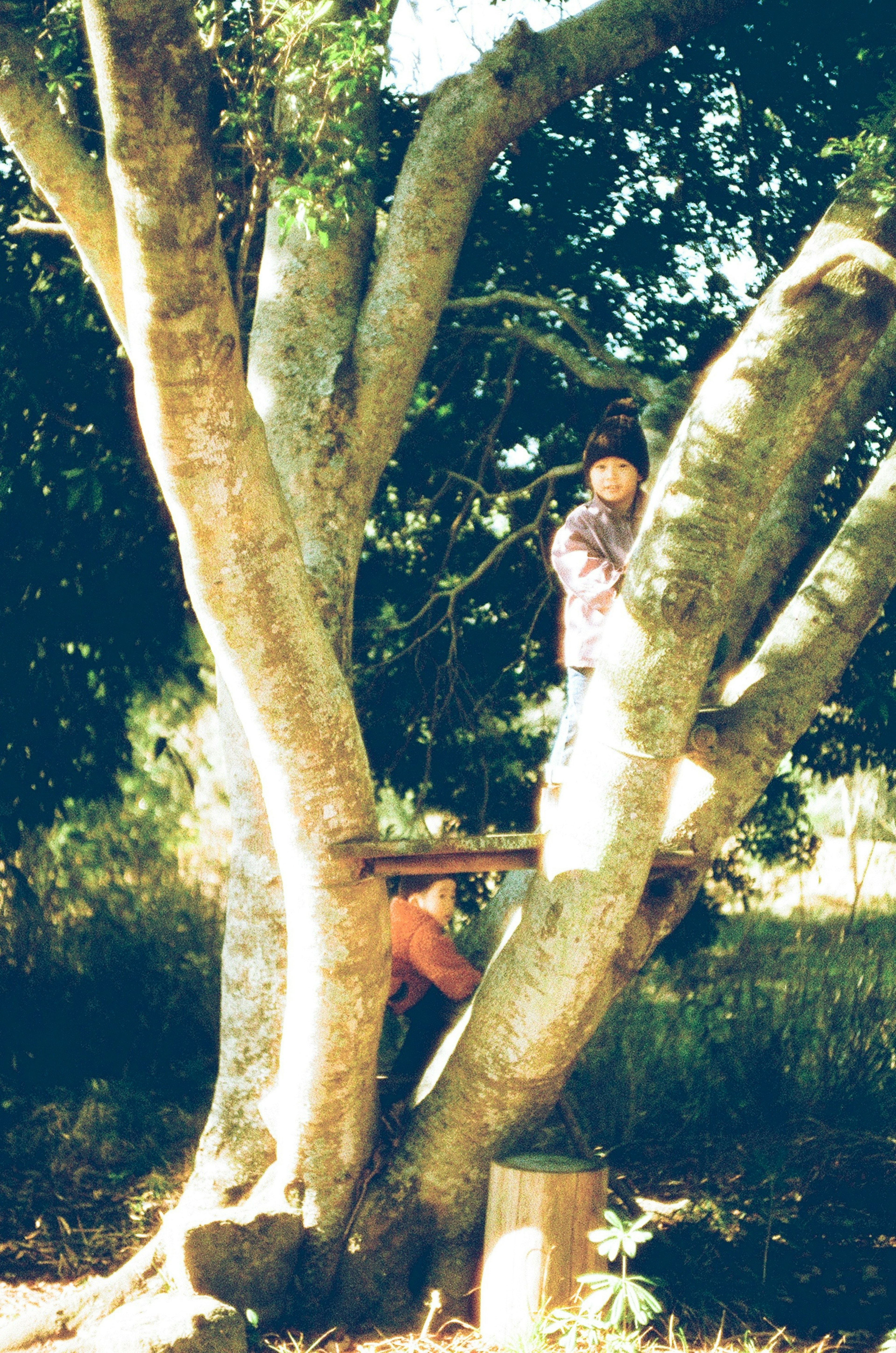 Un niño de pie en una rama de árbol con una vista detallada del tronco