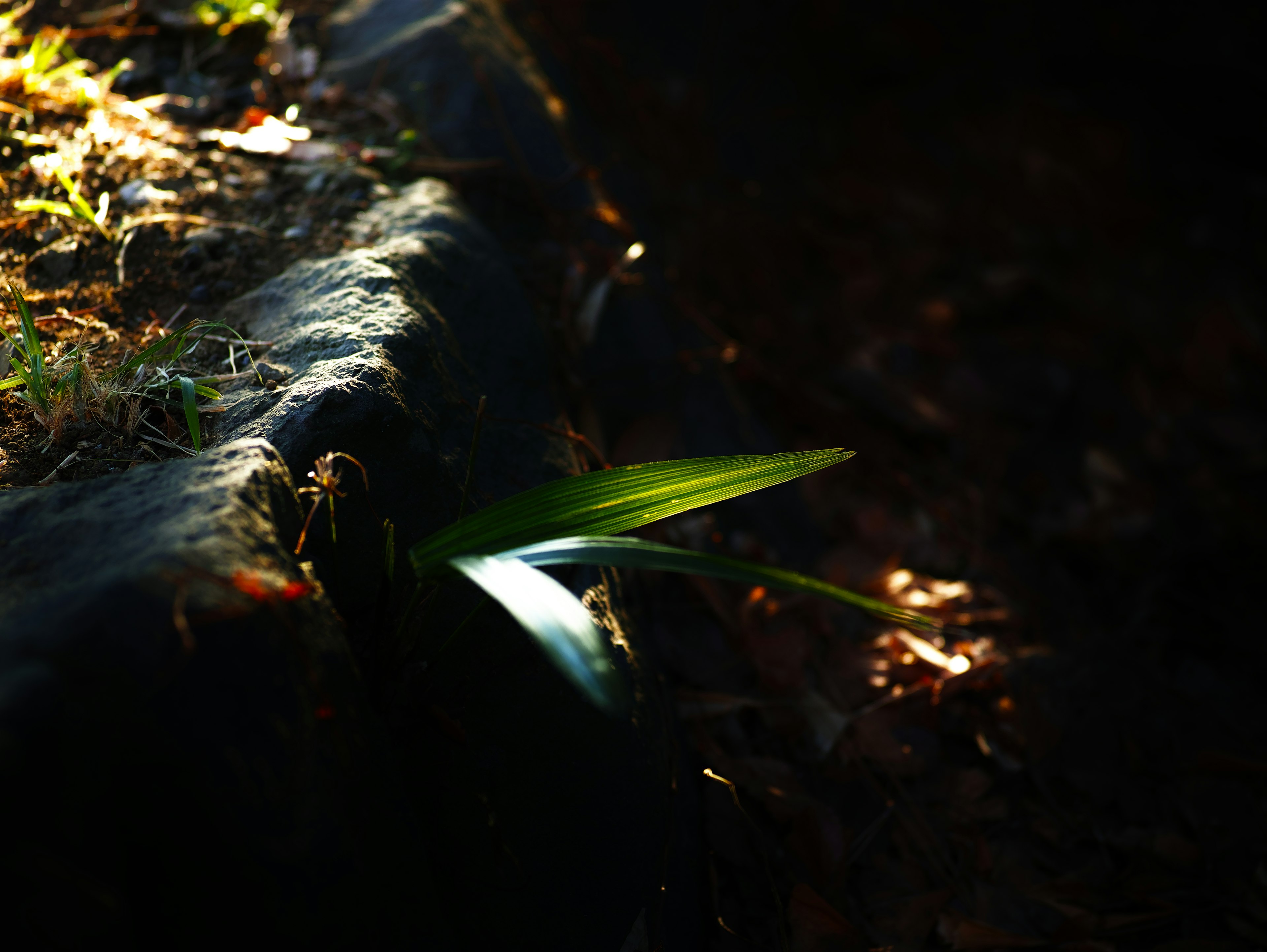 Hoja verde iluminada contra un fondo oscuro con un borde de piedra