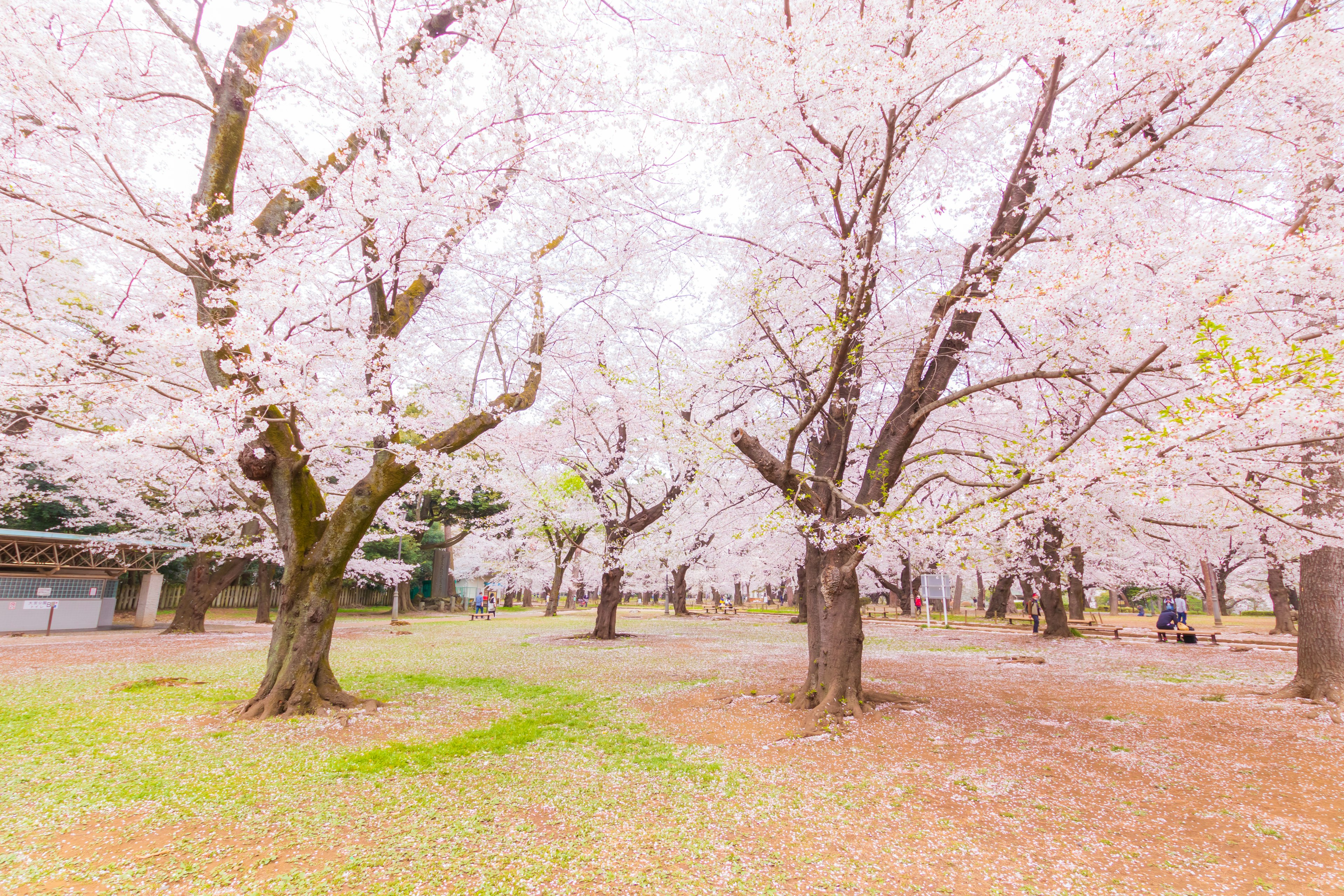 Park scene with blooming cherry blossom trees