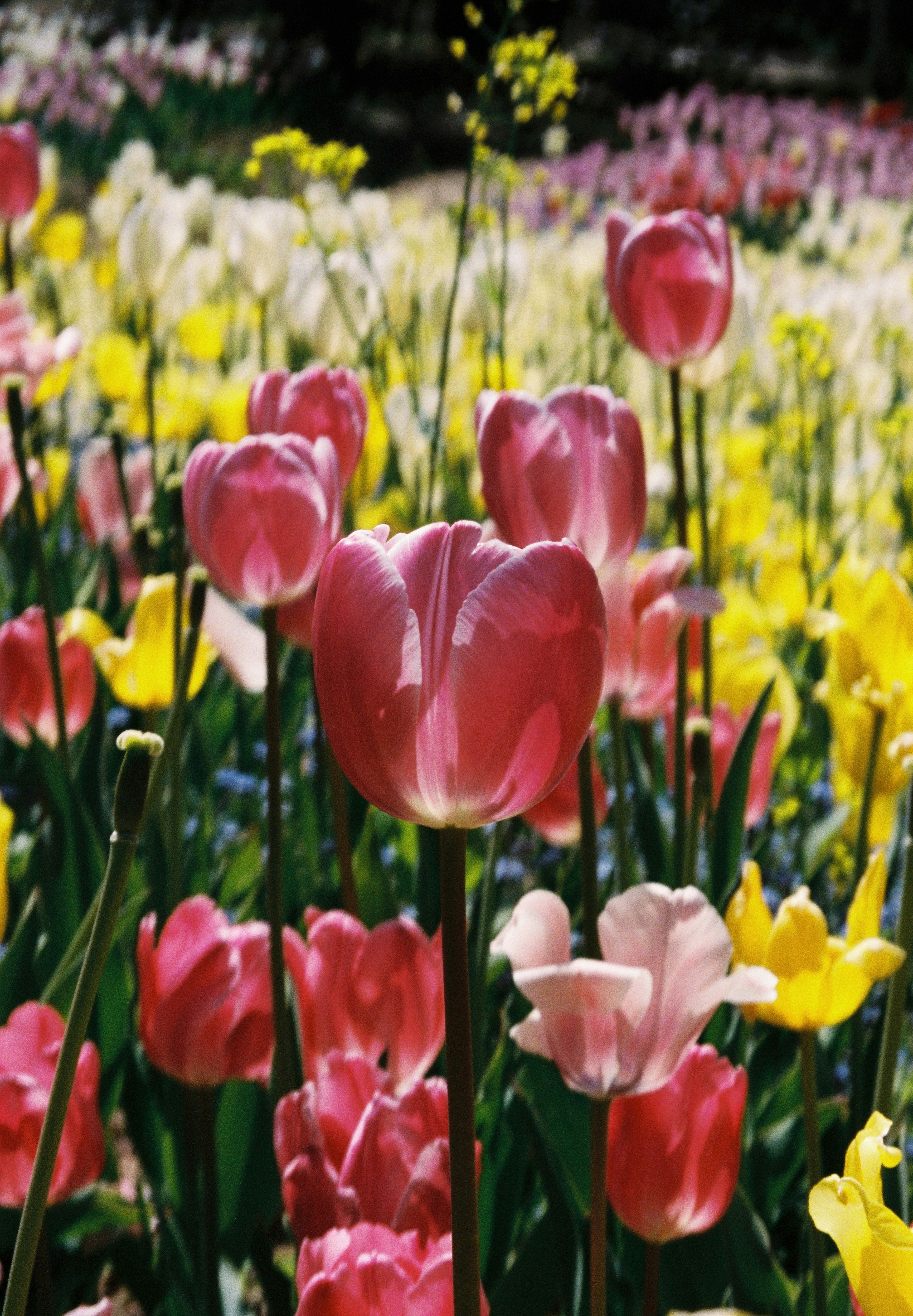 A vibrant field of tulips featuring prominent pink tulips among various colors