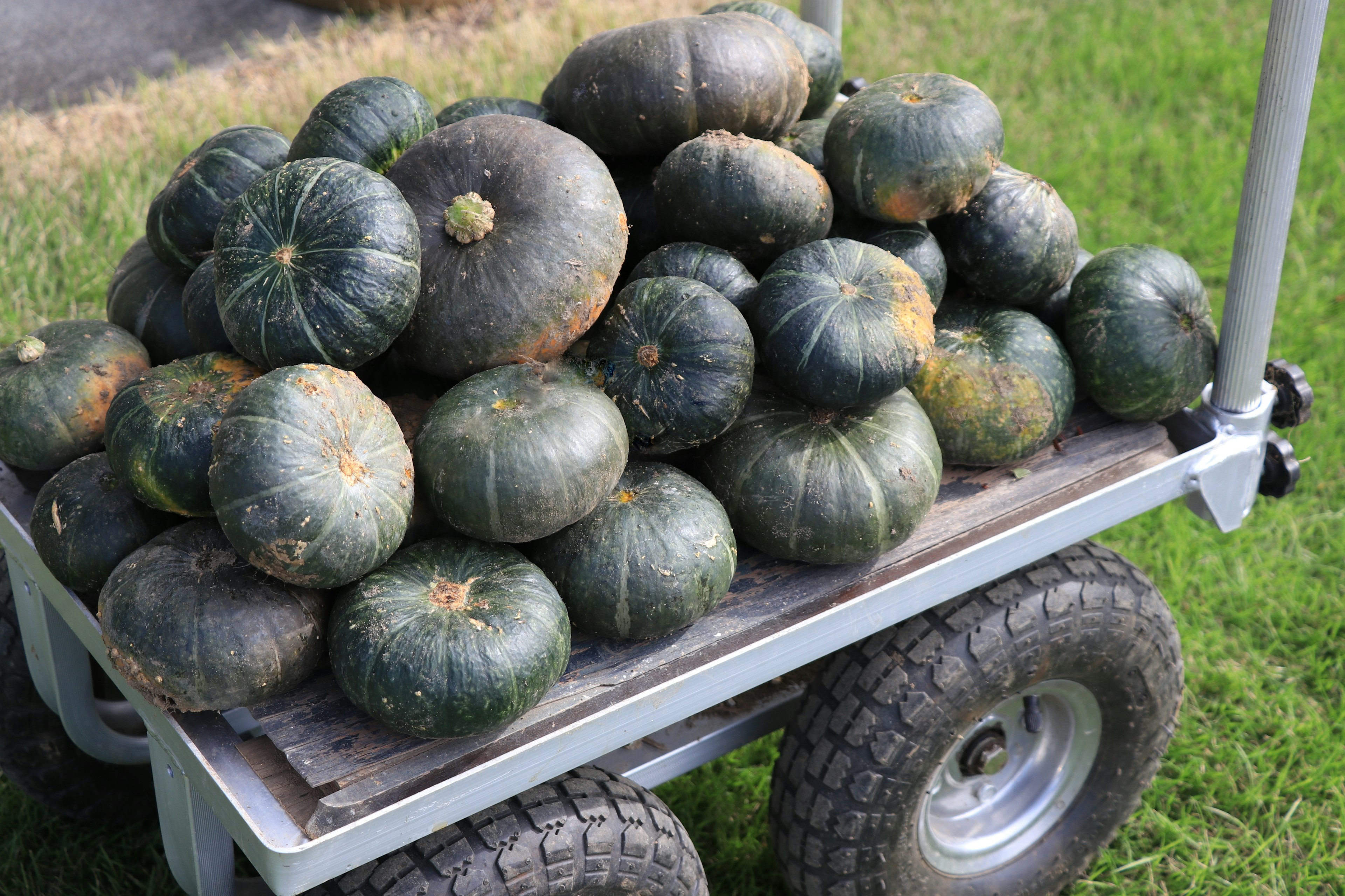 A cart loaded with green pumpkins