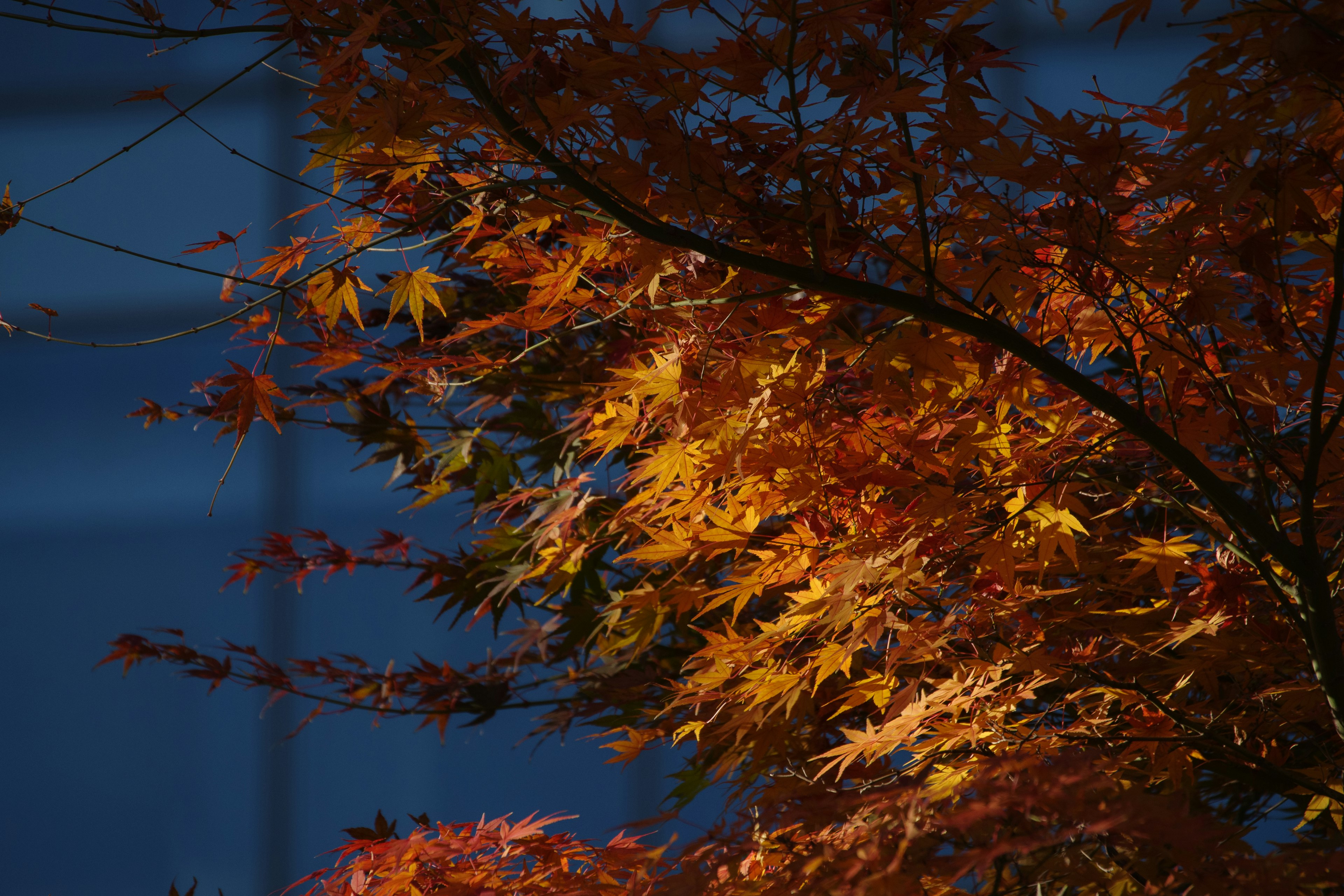 秋の紅葉した葉が青い背景の中で輝いている