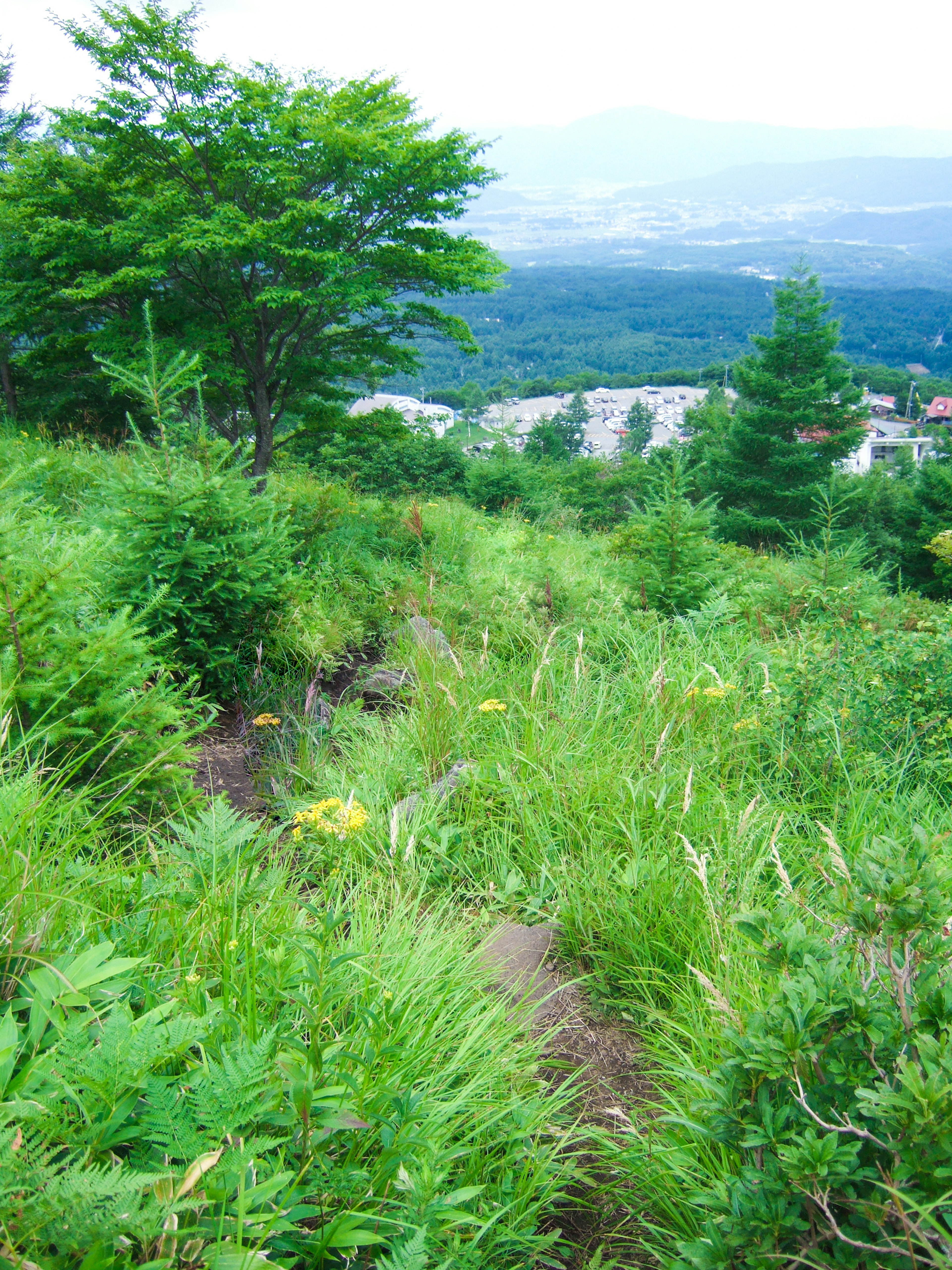 Bukit hijau subur dengan pohon dan pemandangan kota di kejauhan