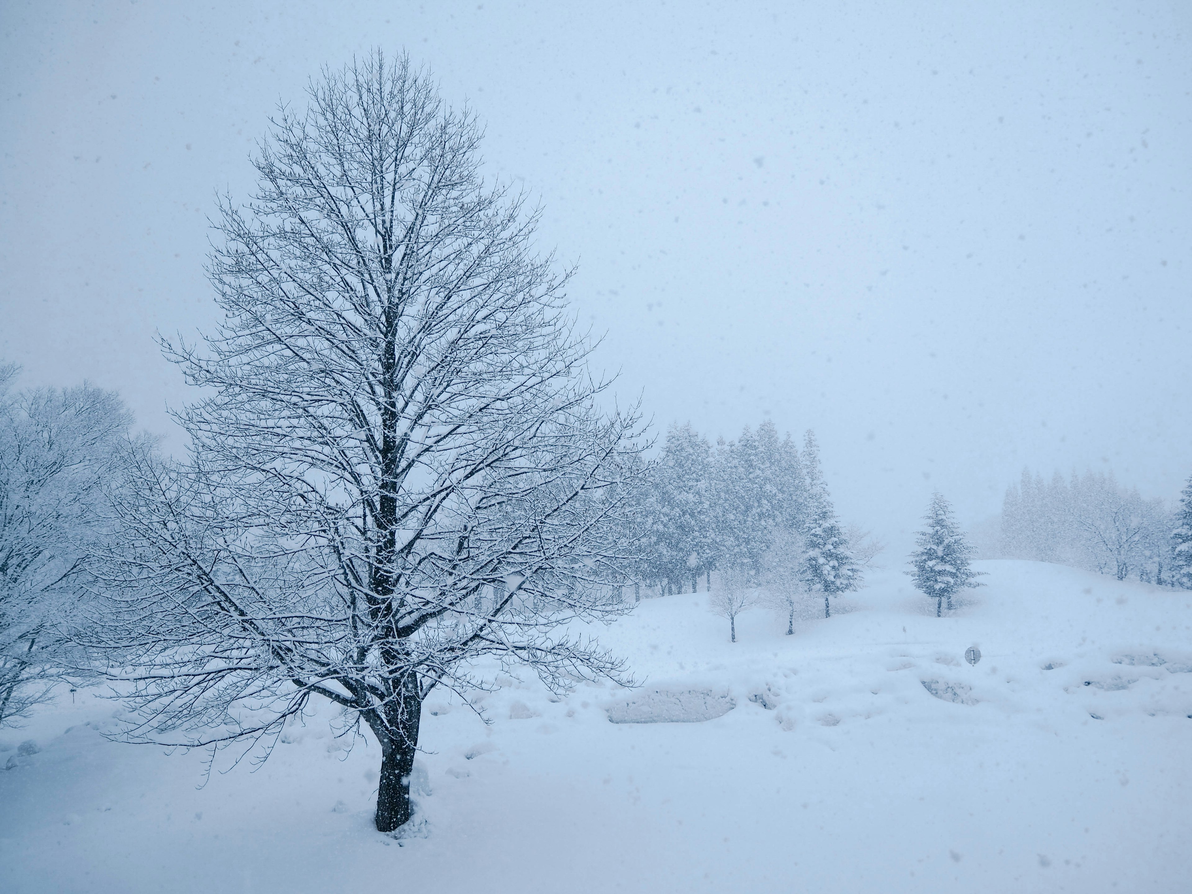 雪に覆われた木々が立ち並ぶ白い風景