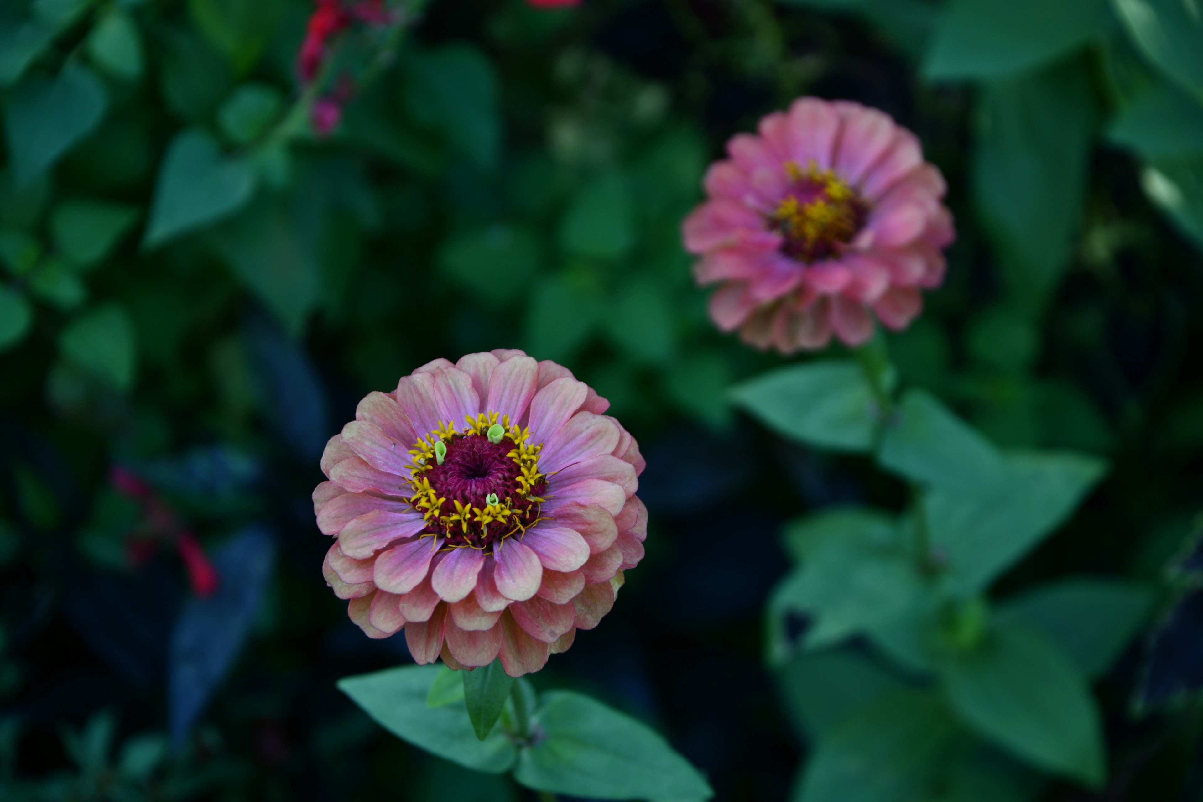 Zwei rosa Zinnienblumen blühen zwischen grünen Blättern