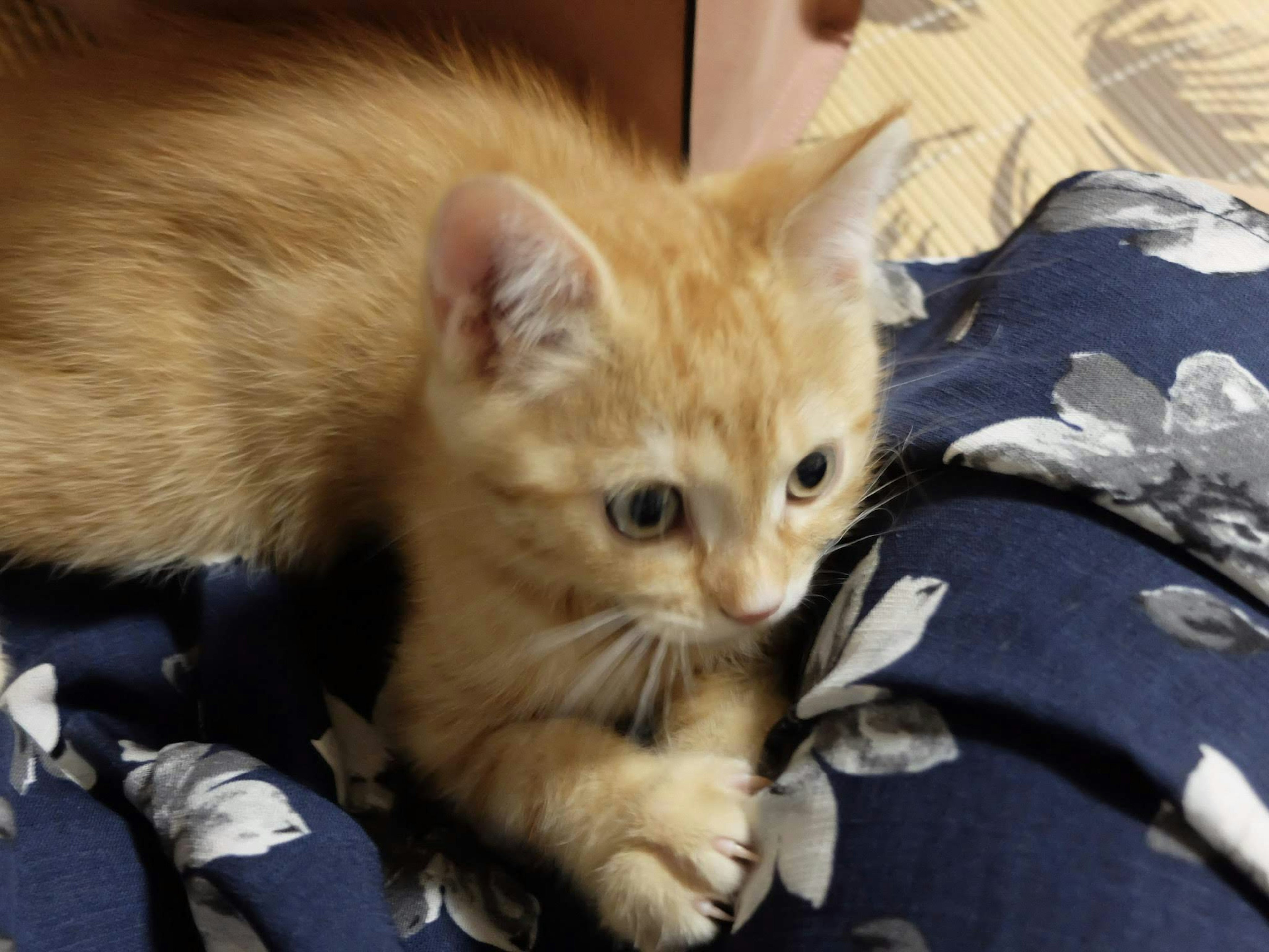 An orange kitten playing on a floral fabric